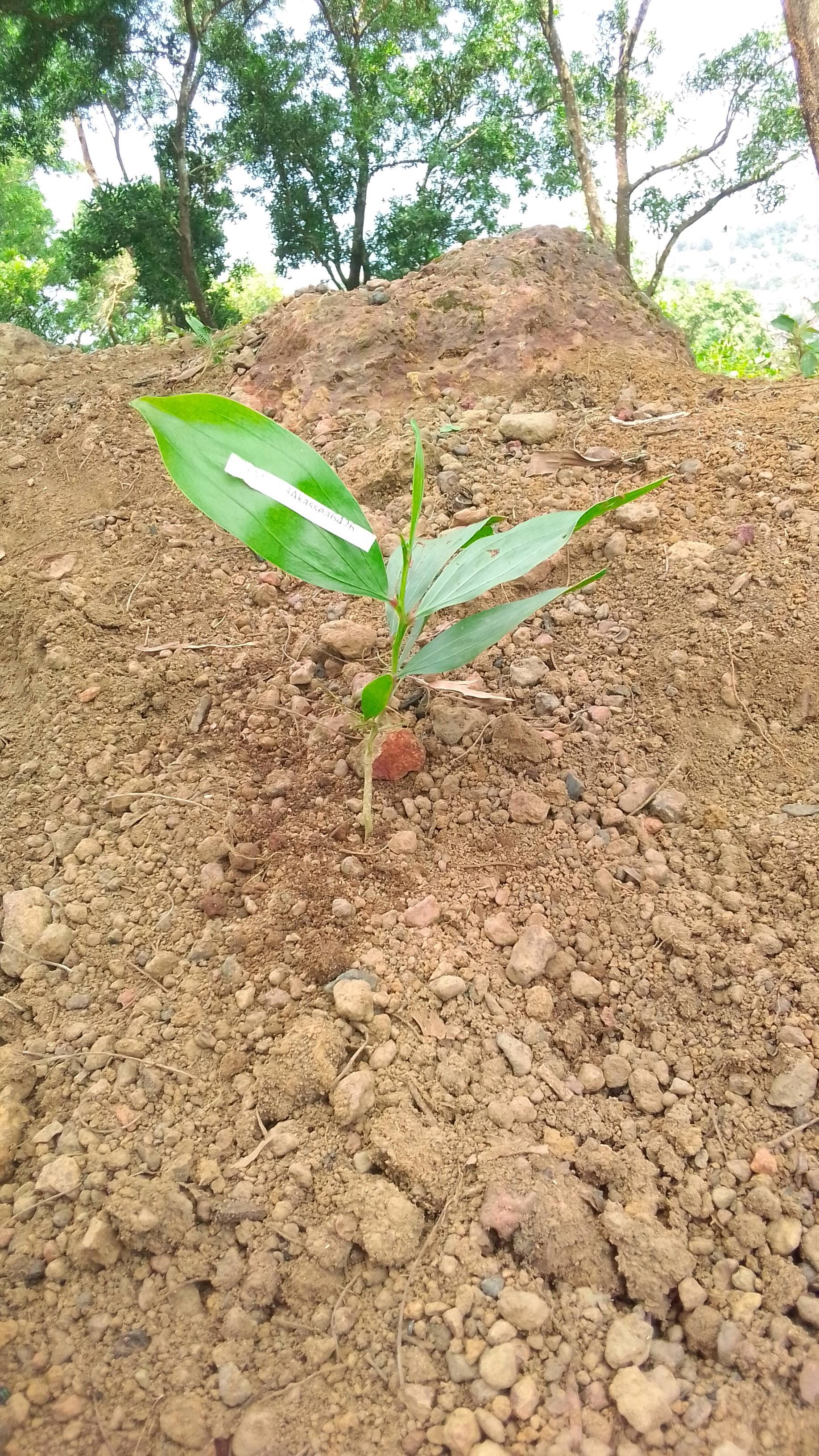 tree