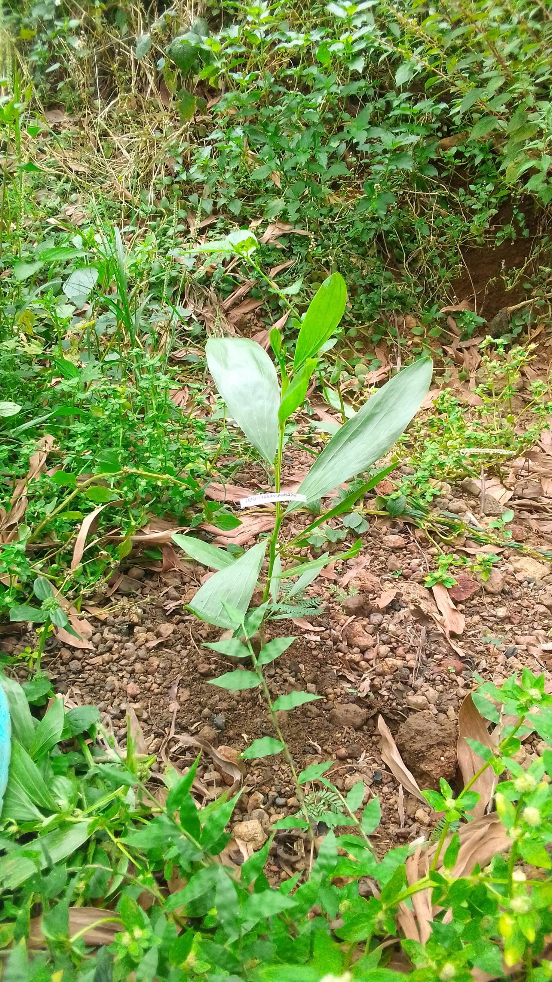 tree