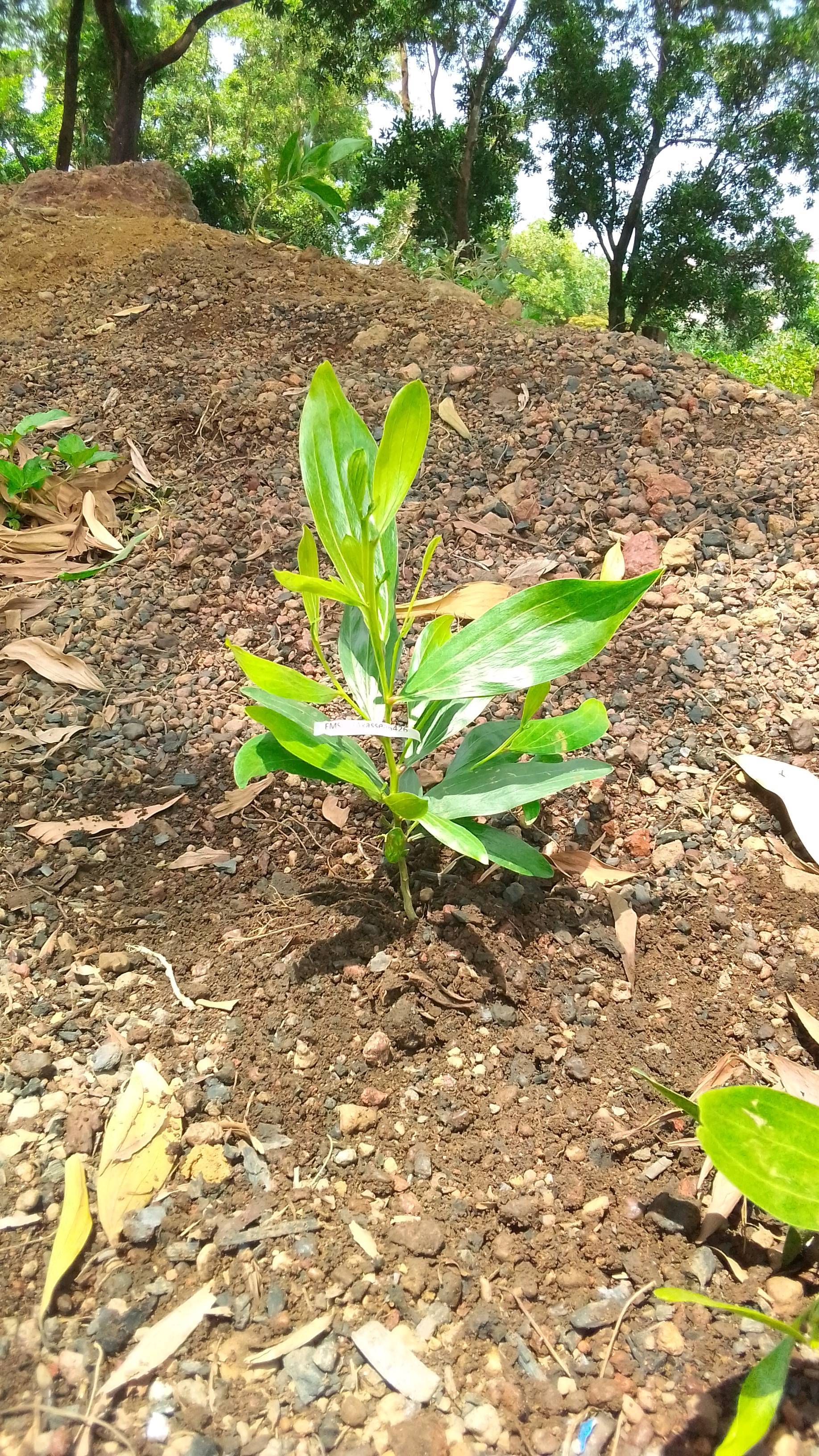 tree
