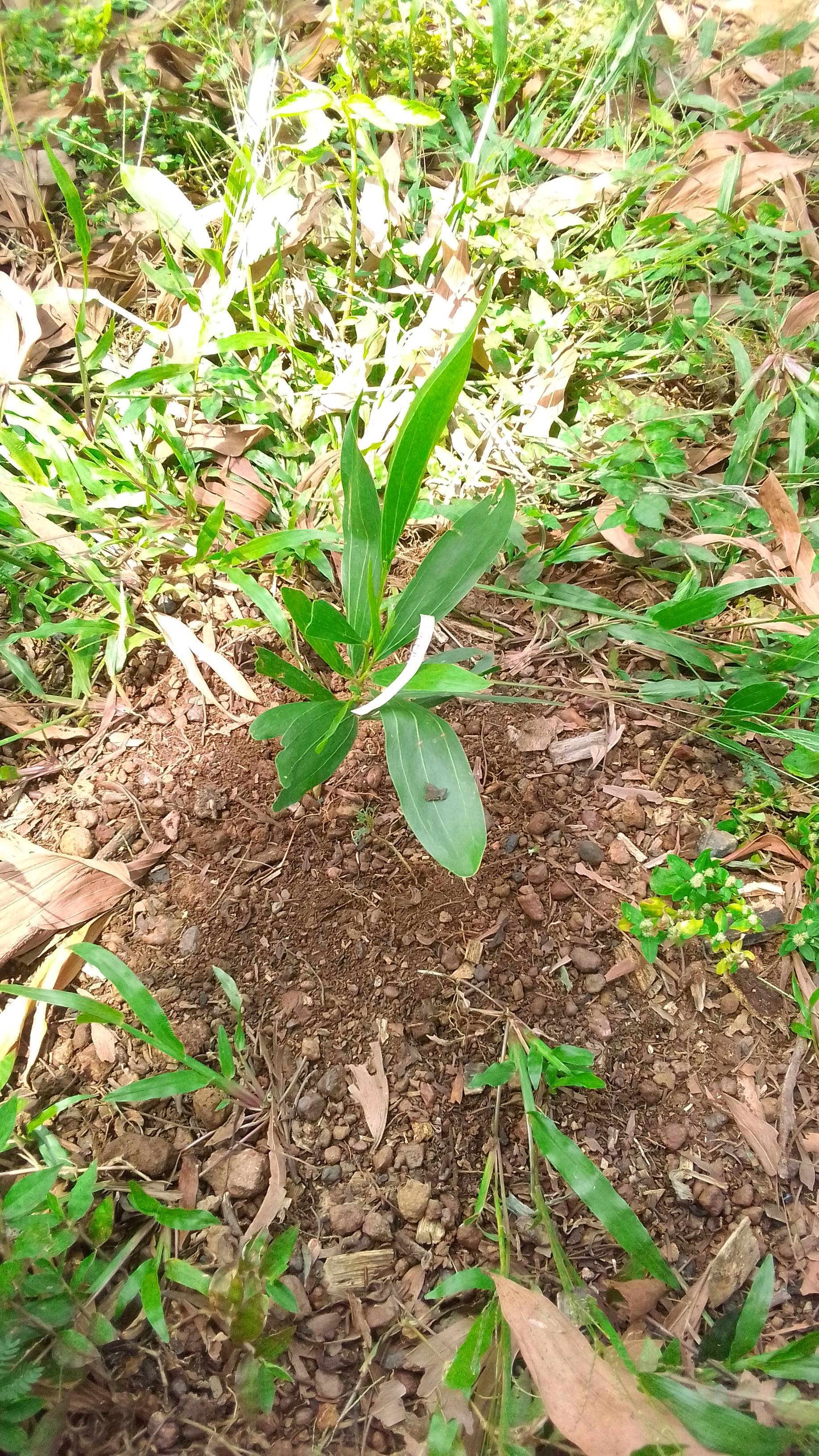 tree