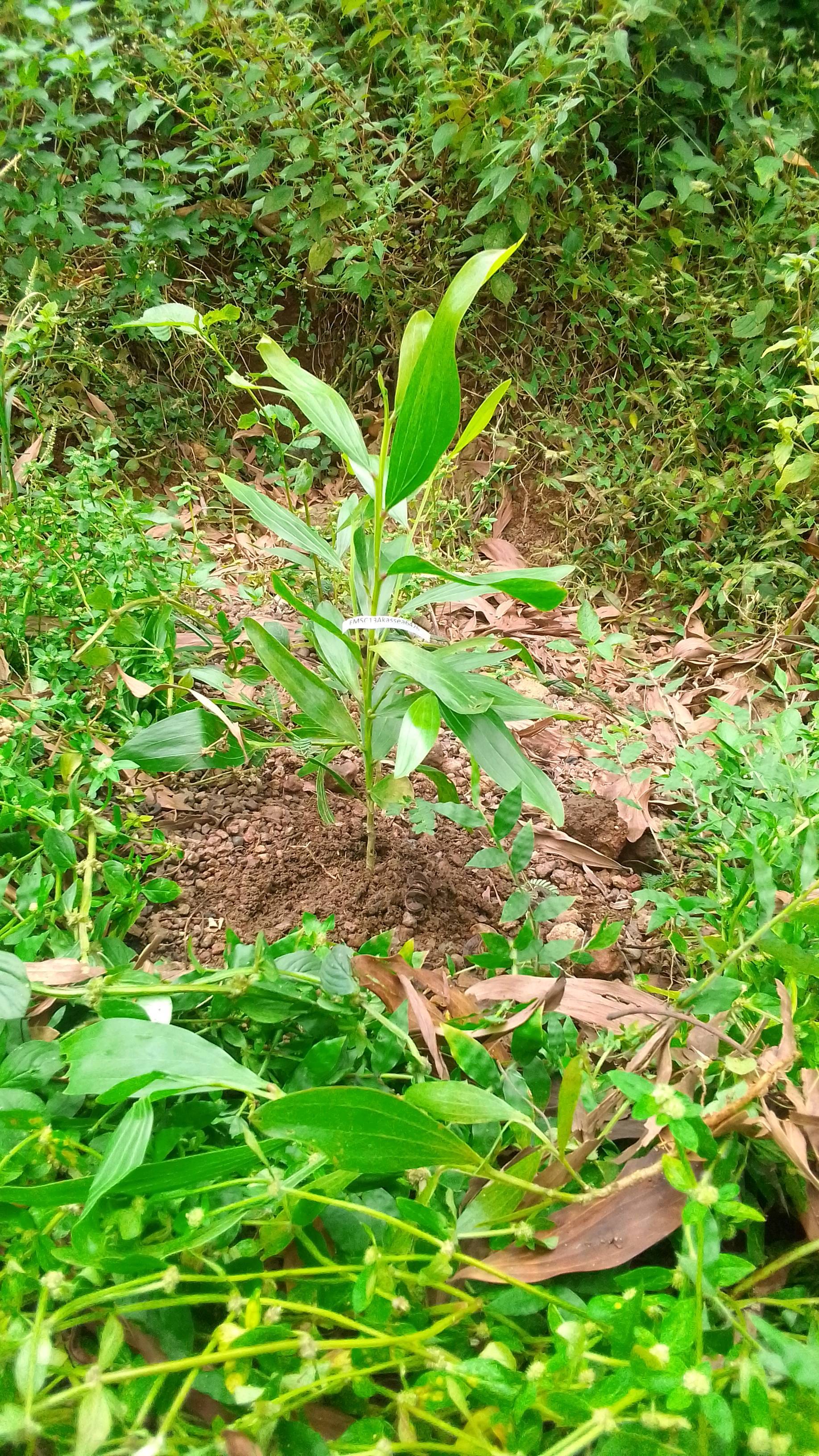 tree
