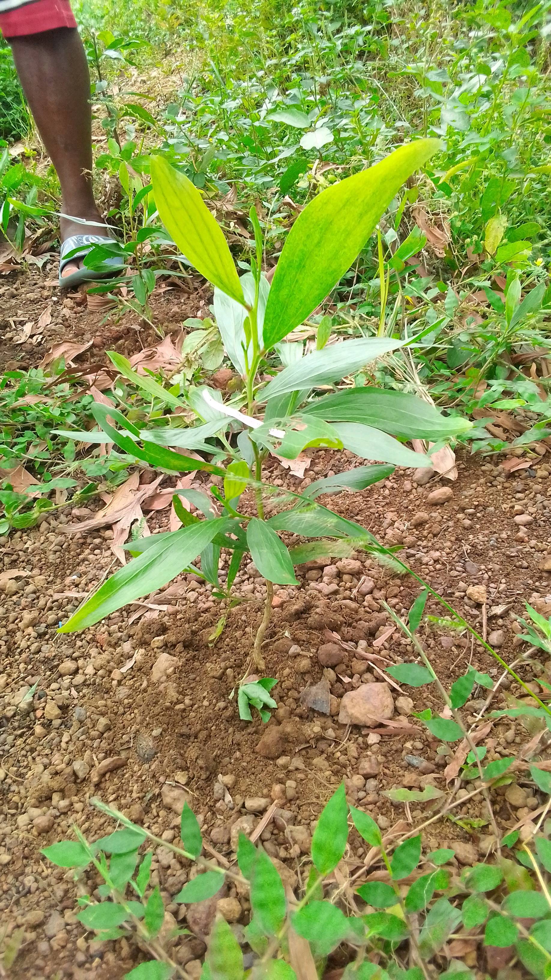 tree