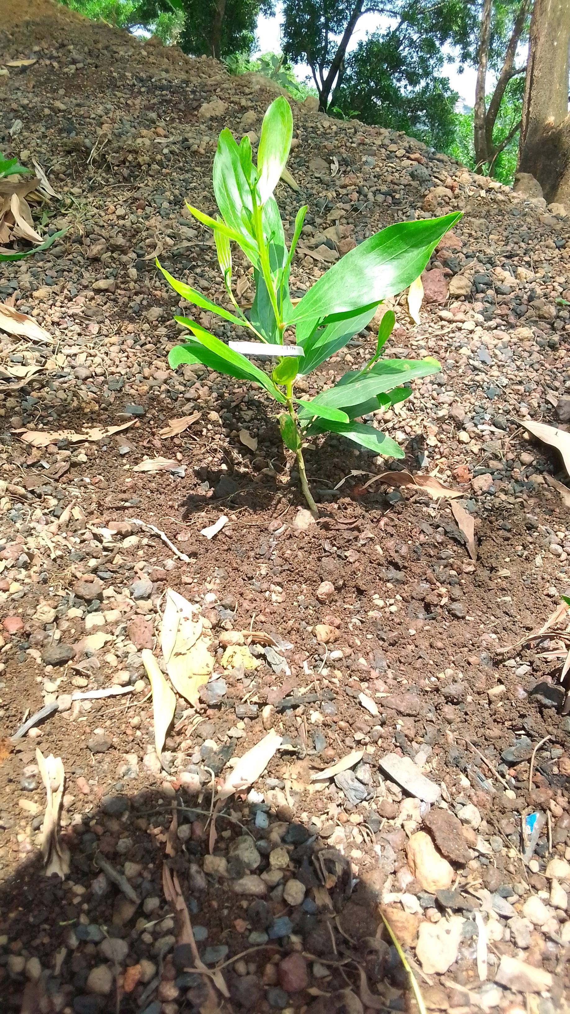 tree