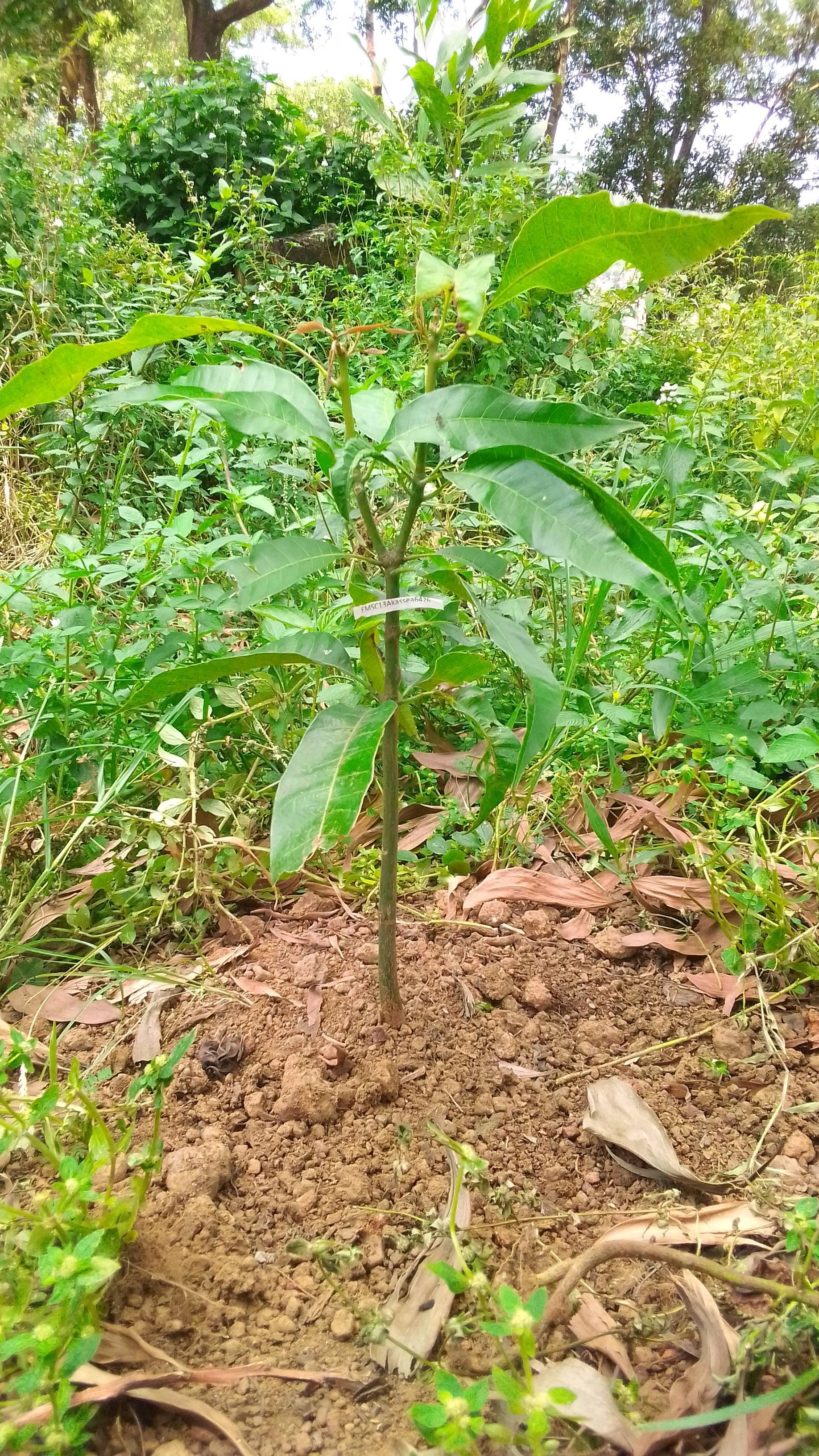 tree