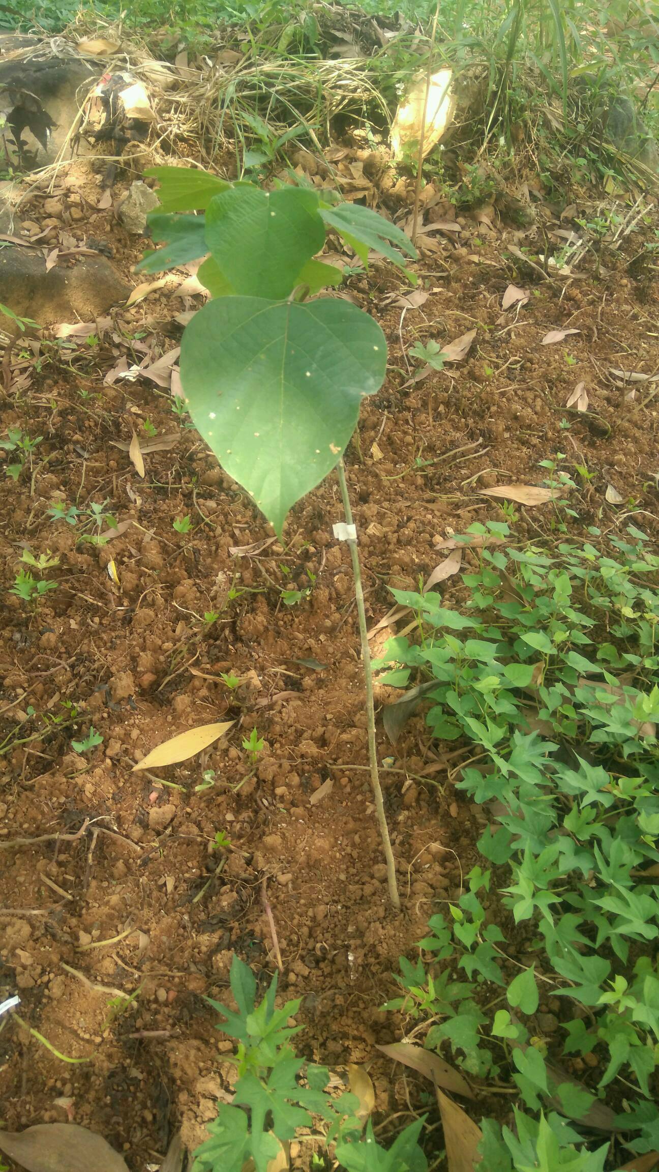 tree