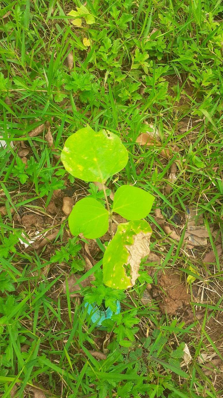 tree
