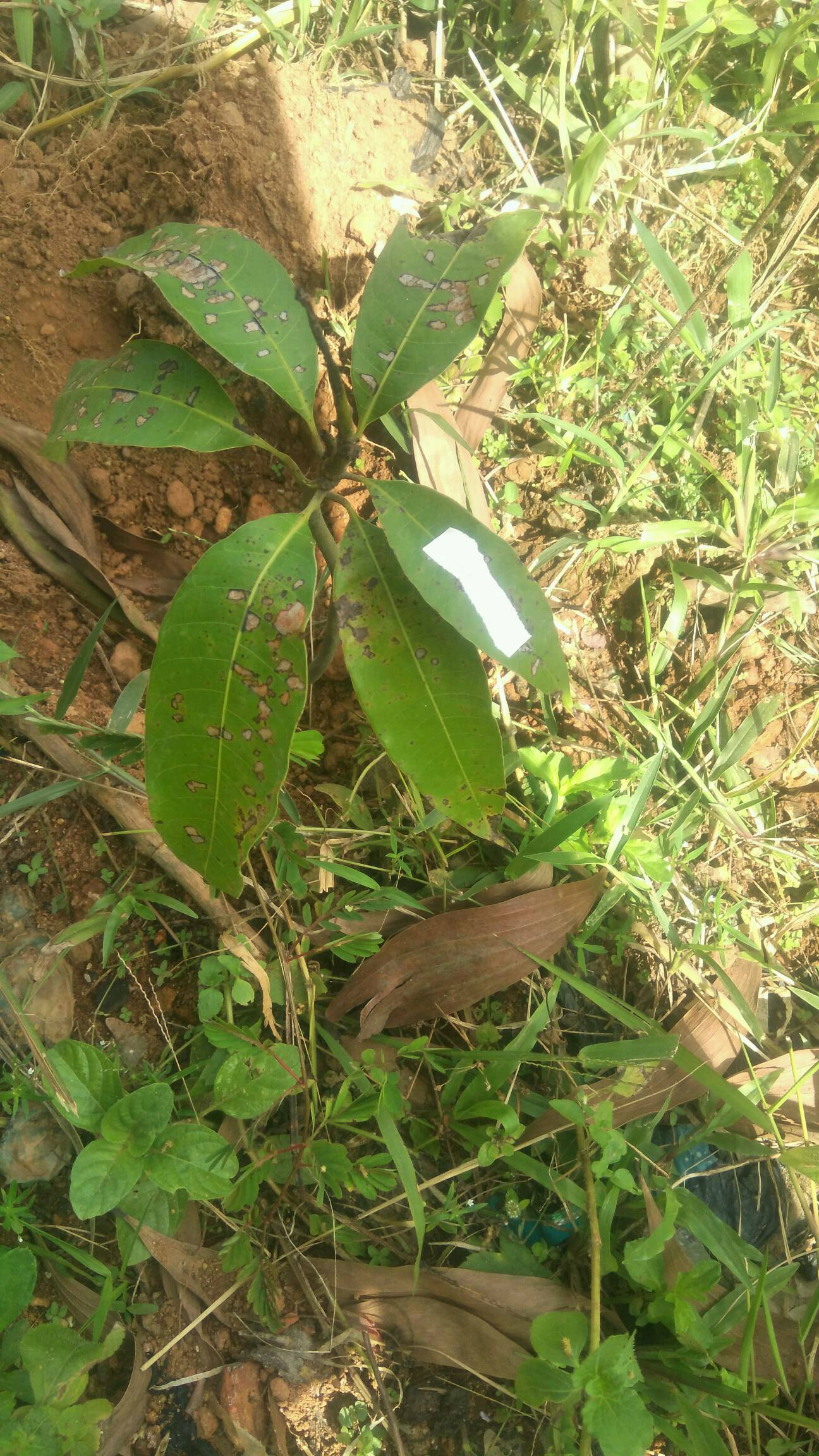 tree