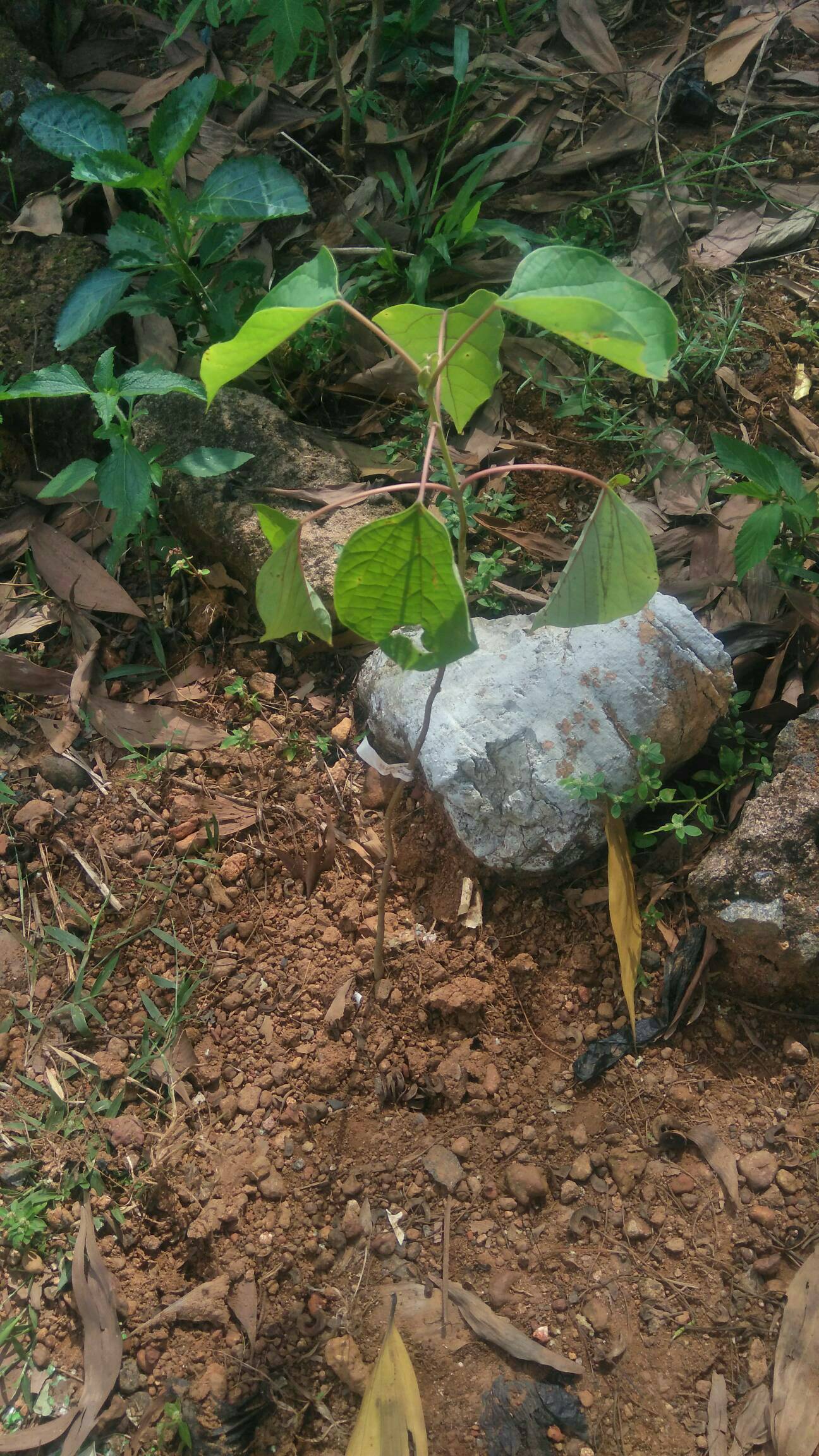 tree