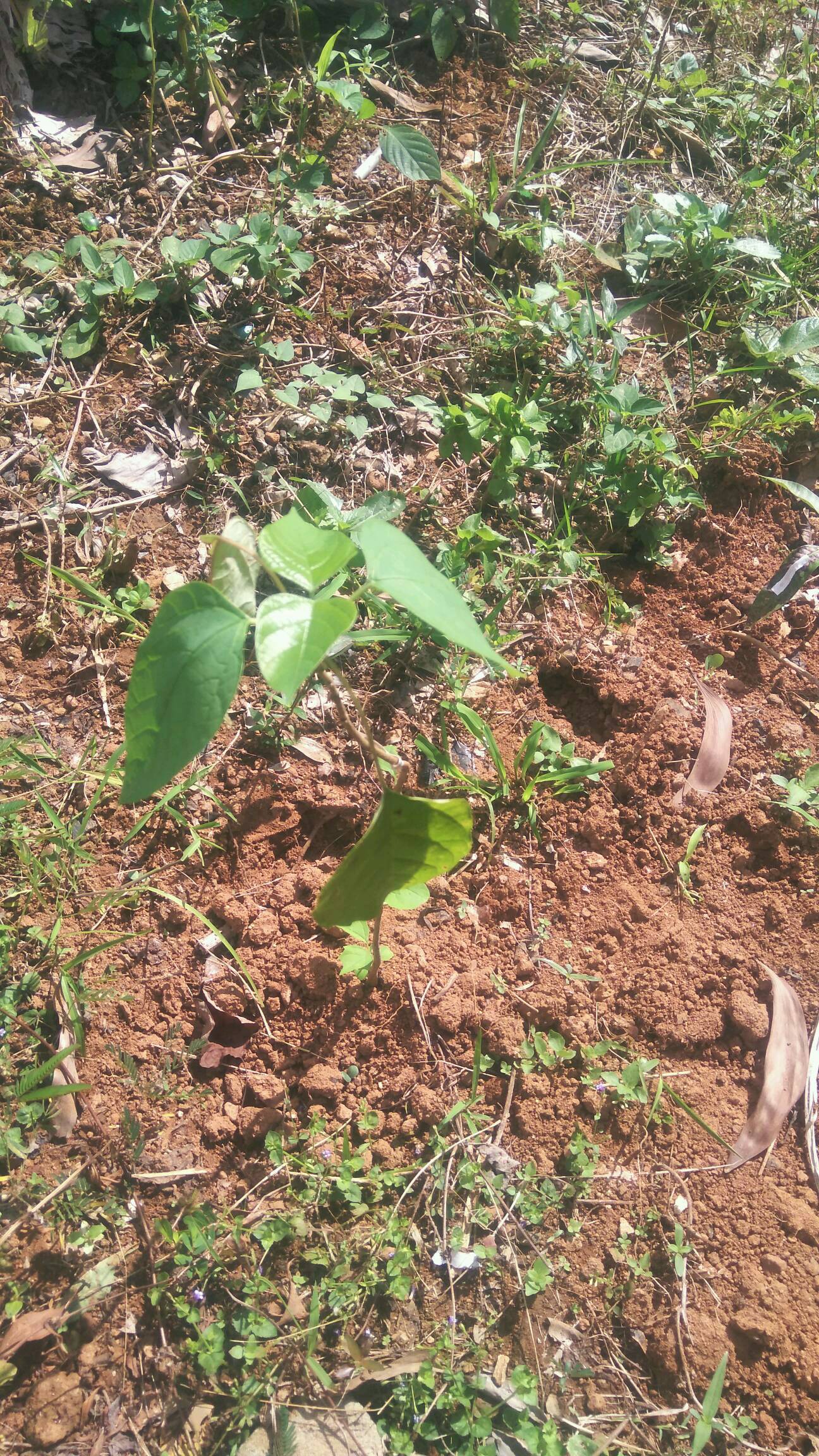tree