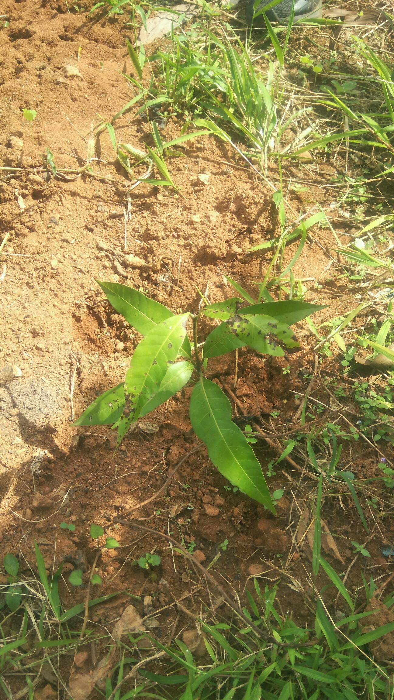 tree