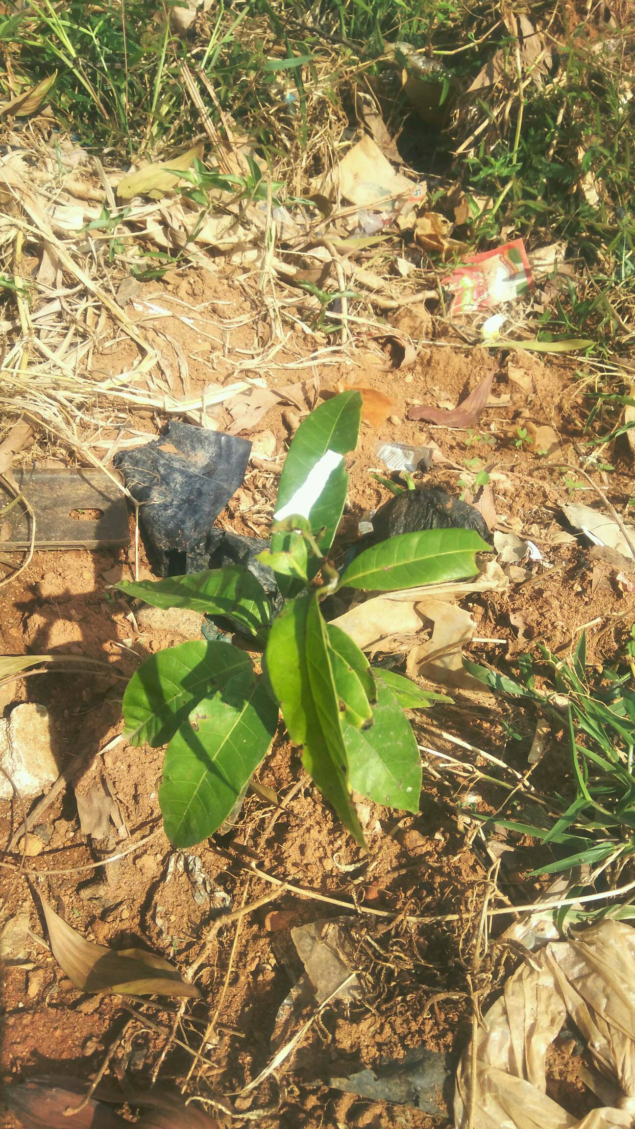 tree
