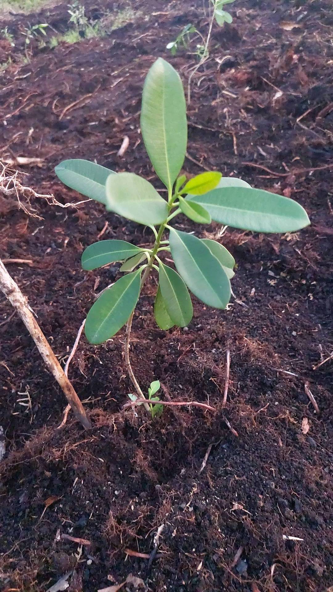 tree