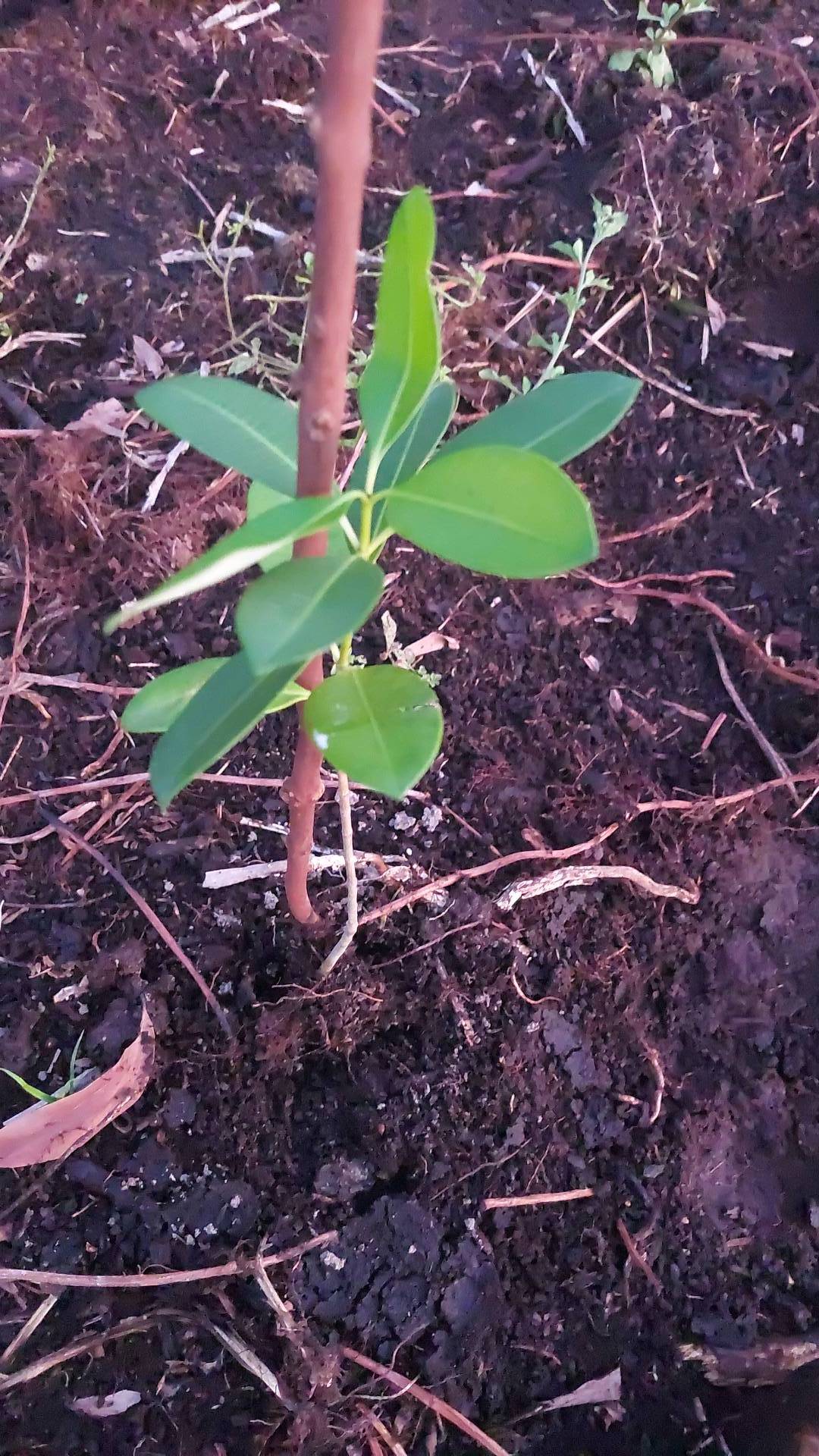 tree