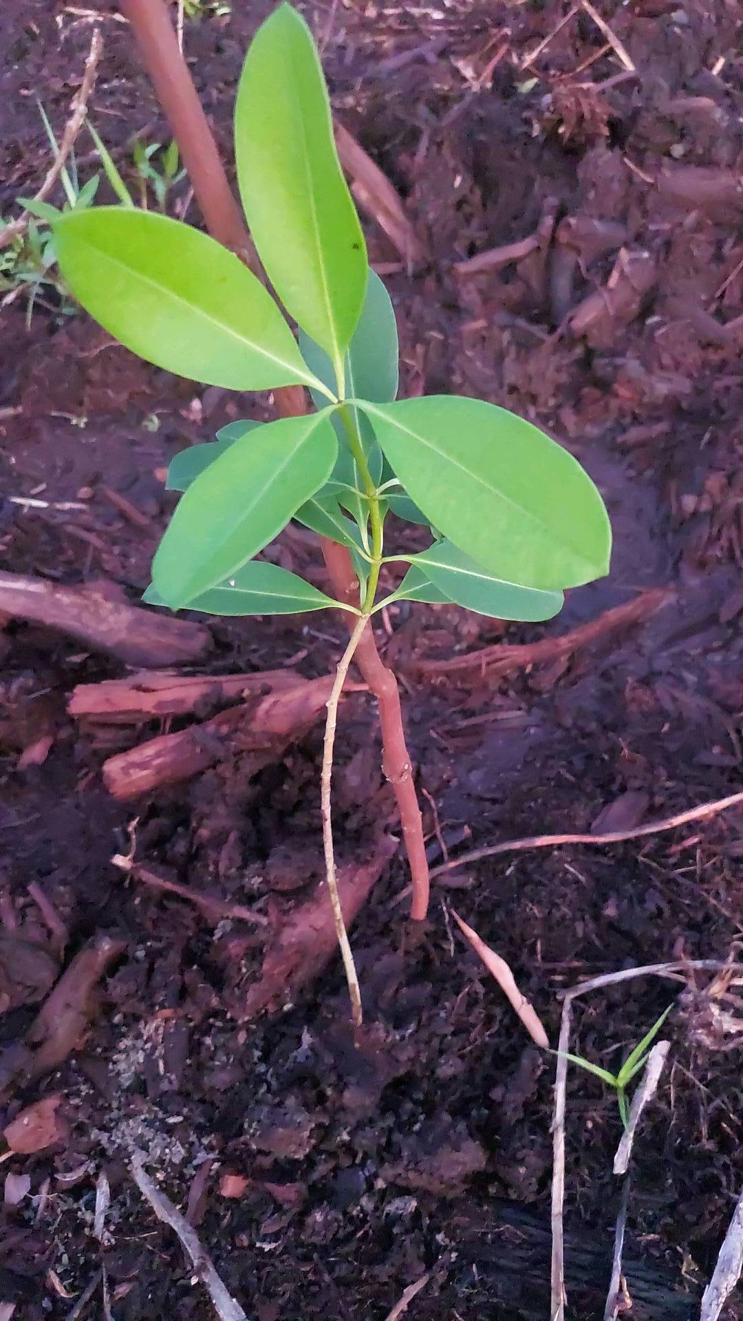 tree