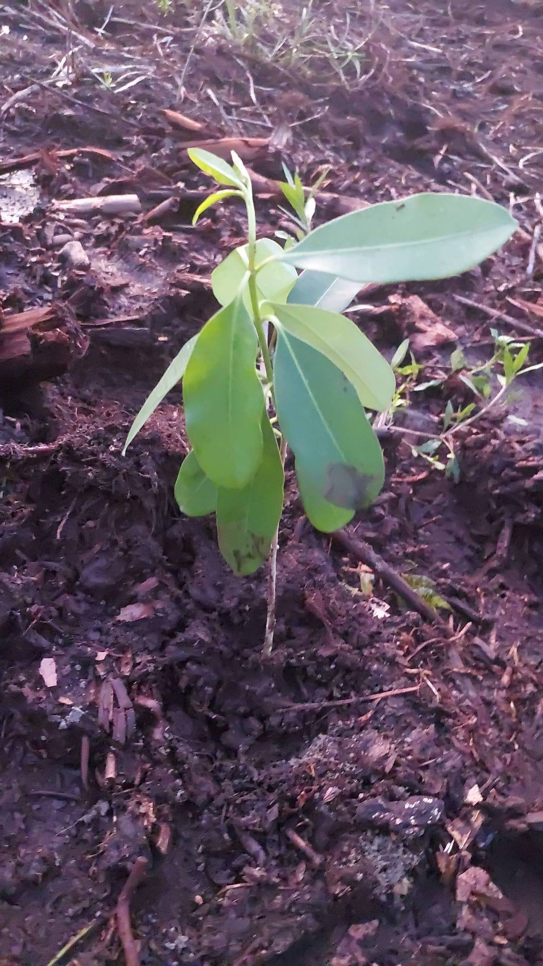 tree