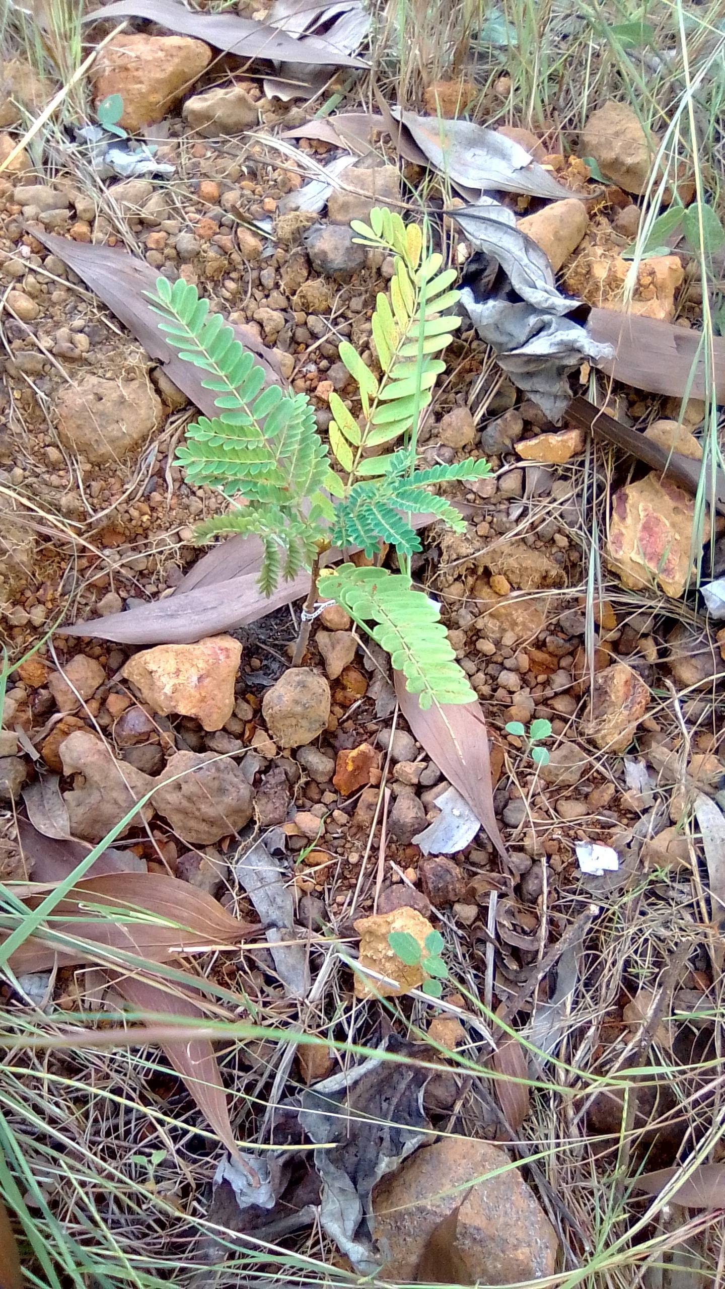 tree