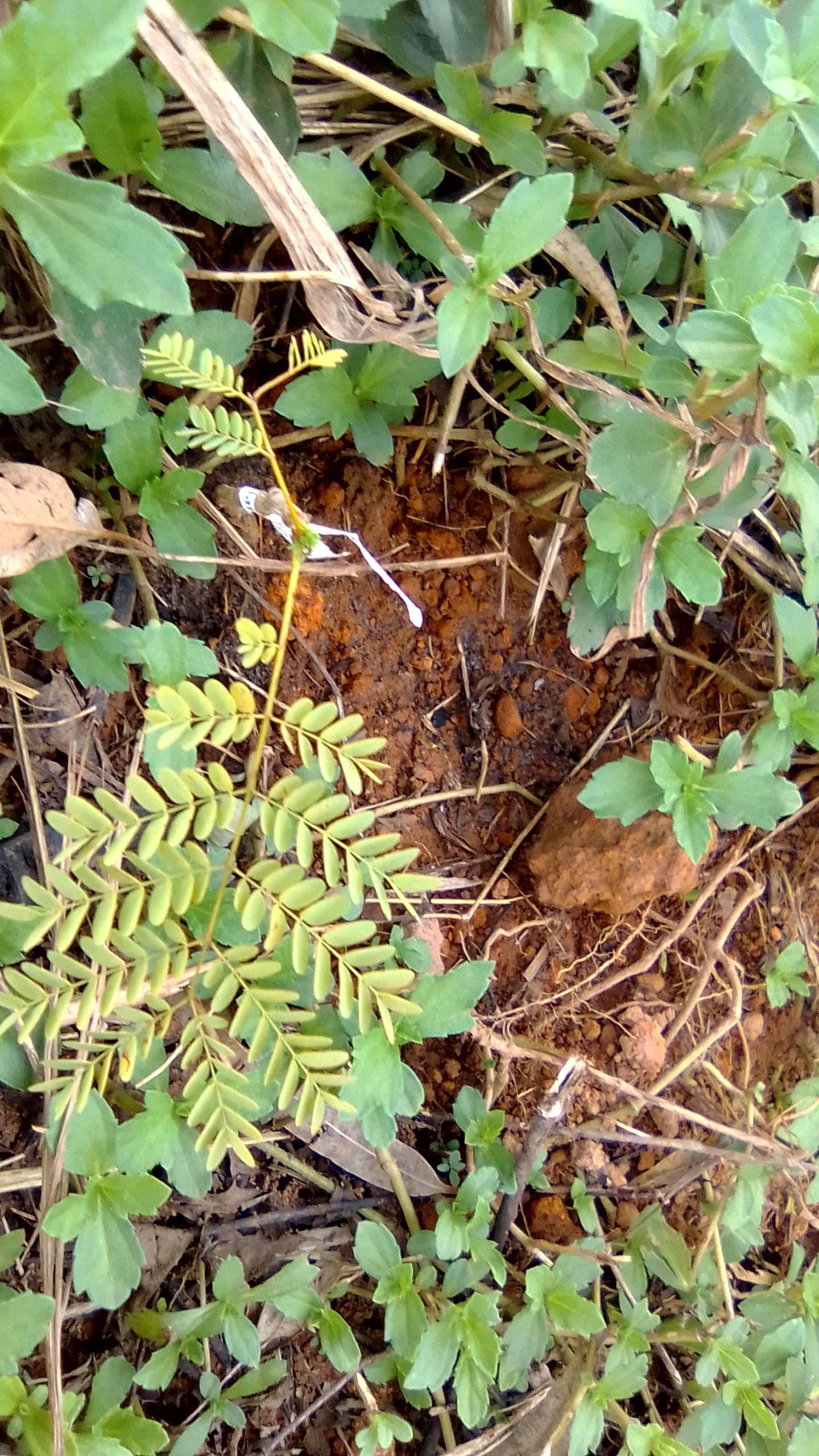 tree