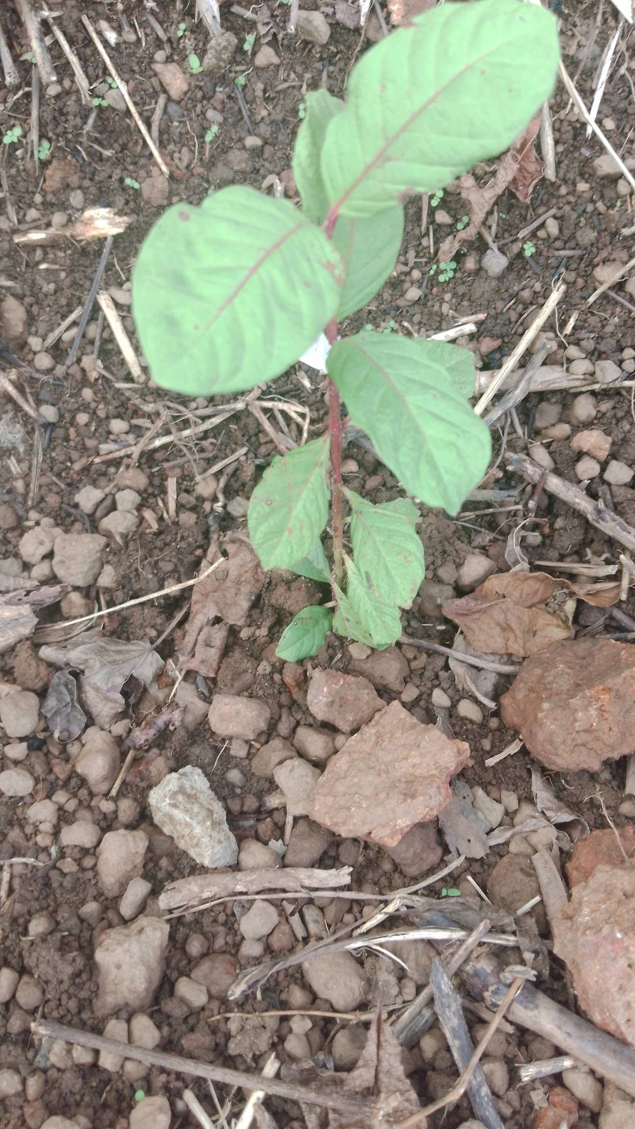 tree