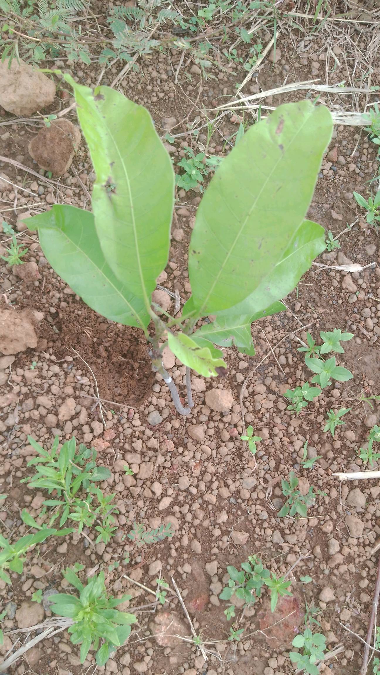 tree