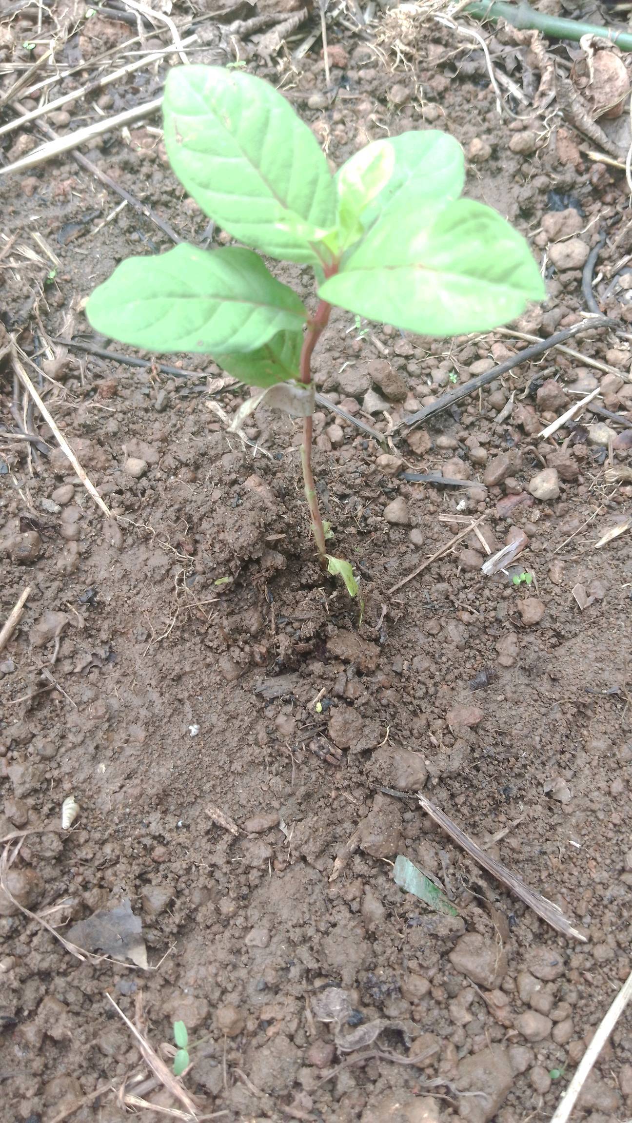 tree