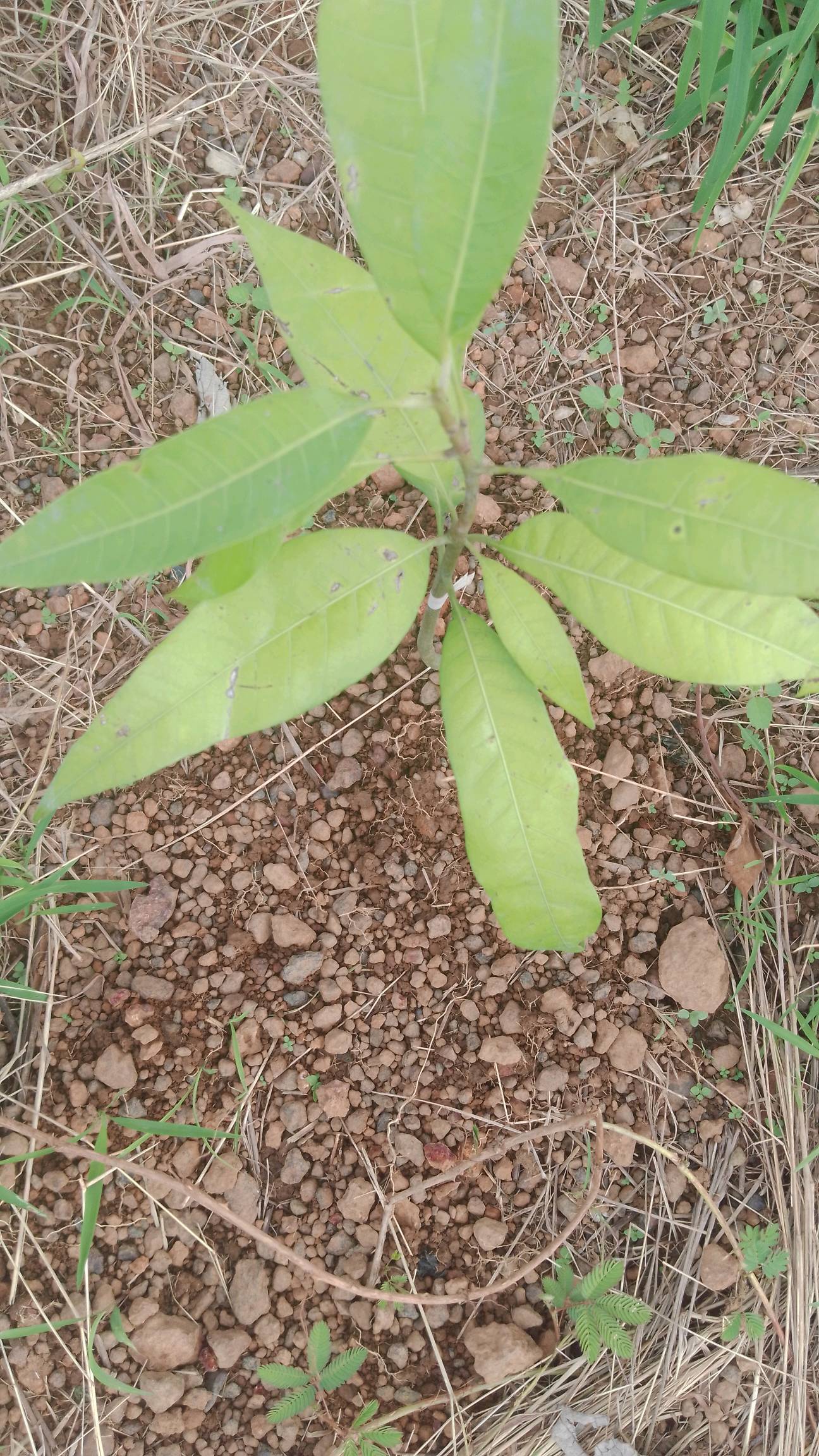 tree