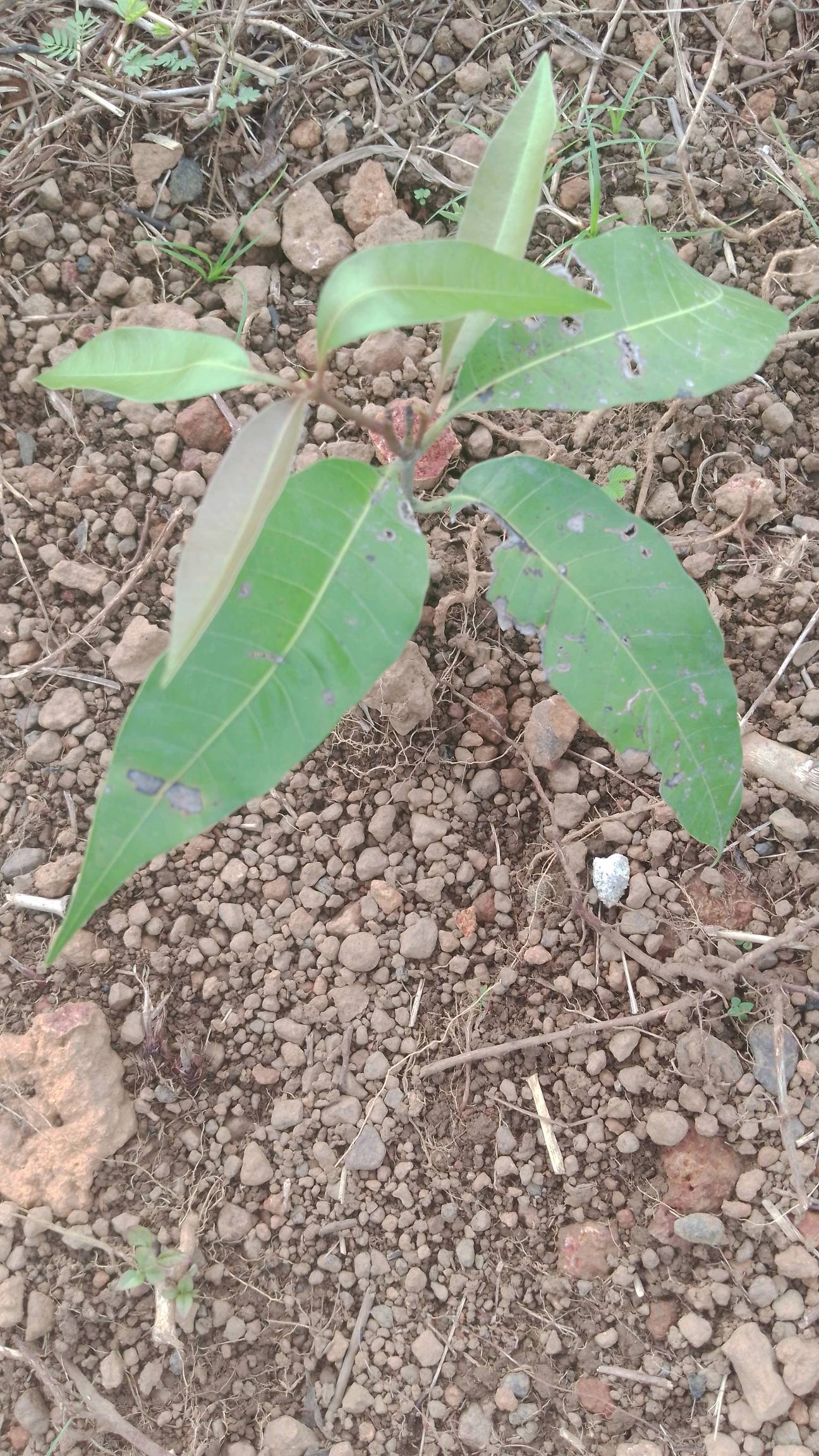 tree