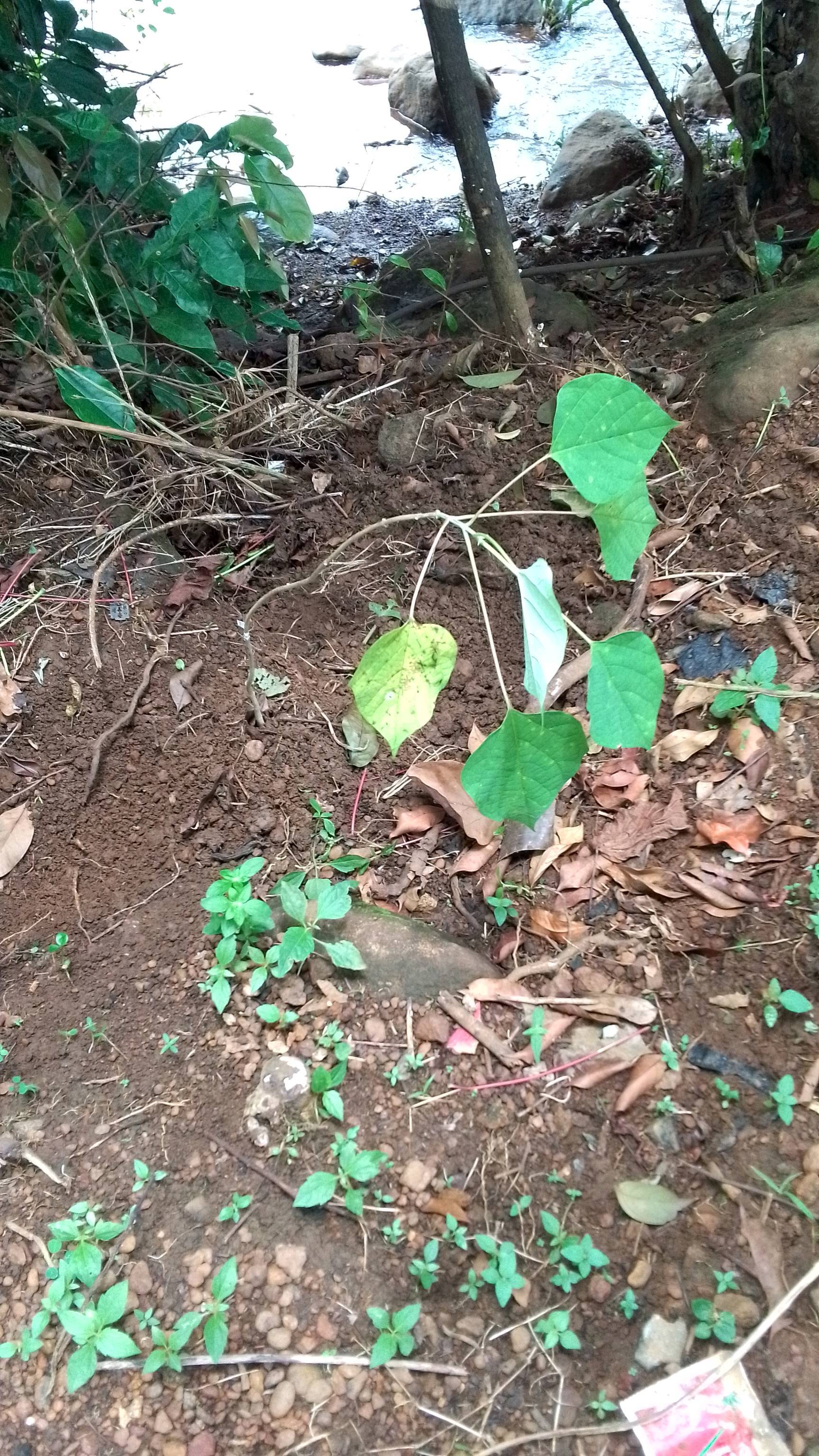 tree