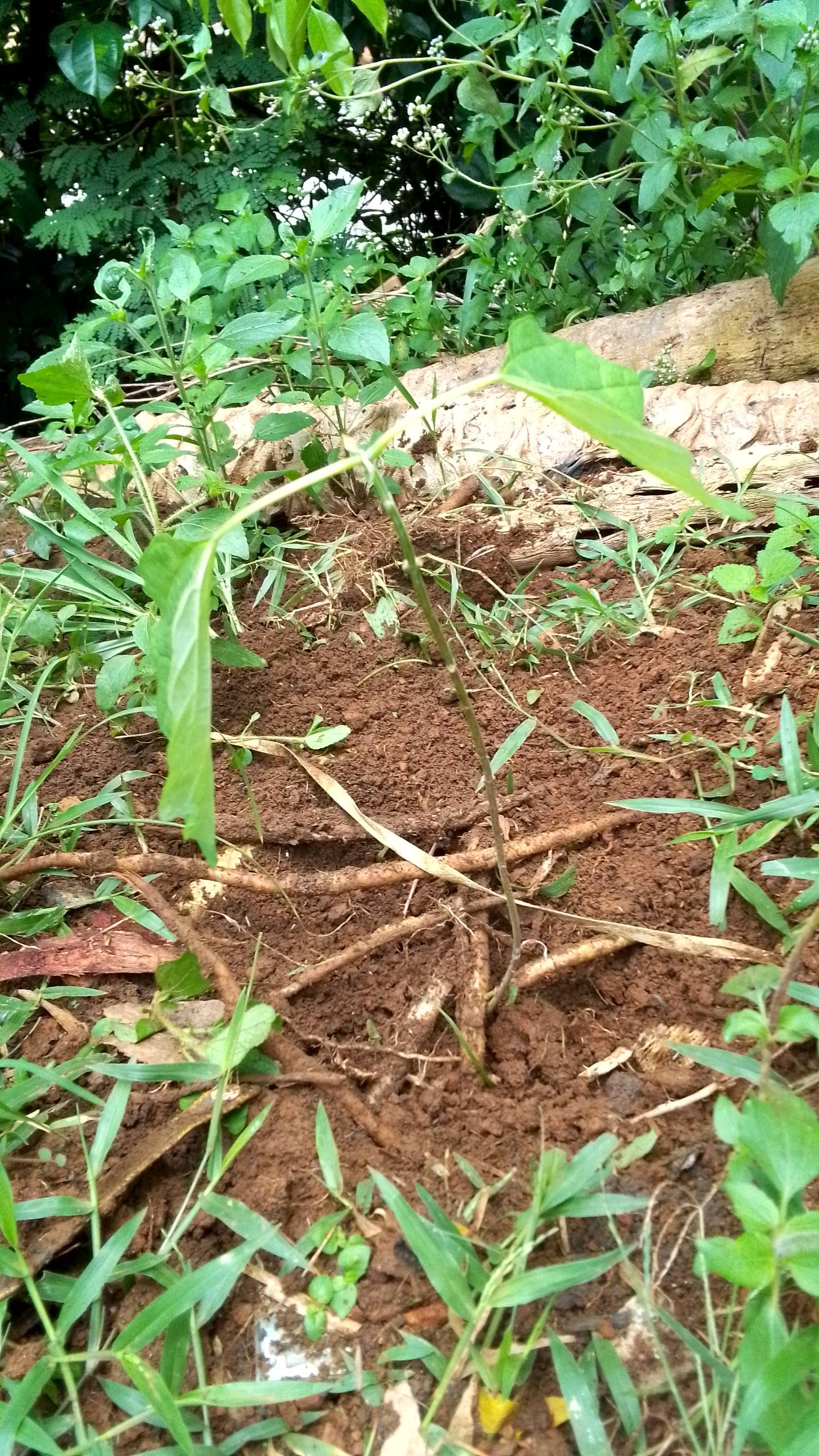 tree