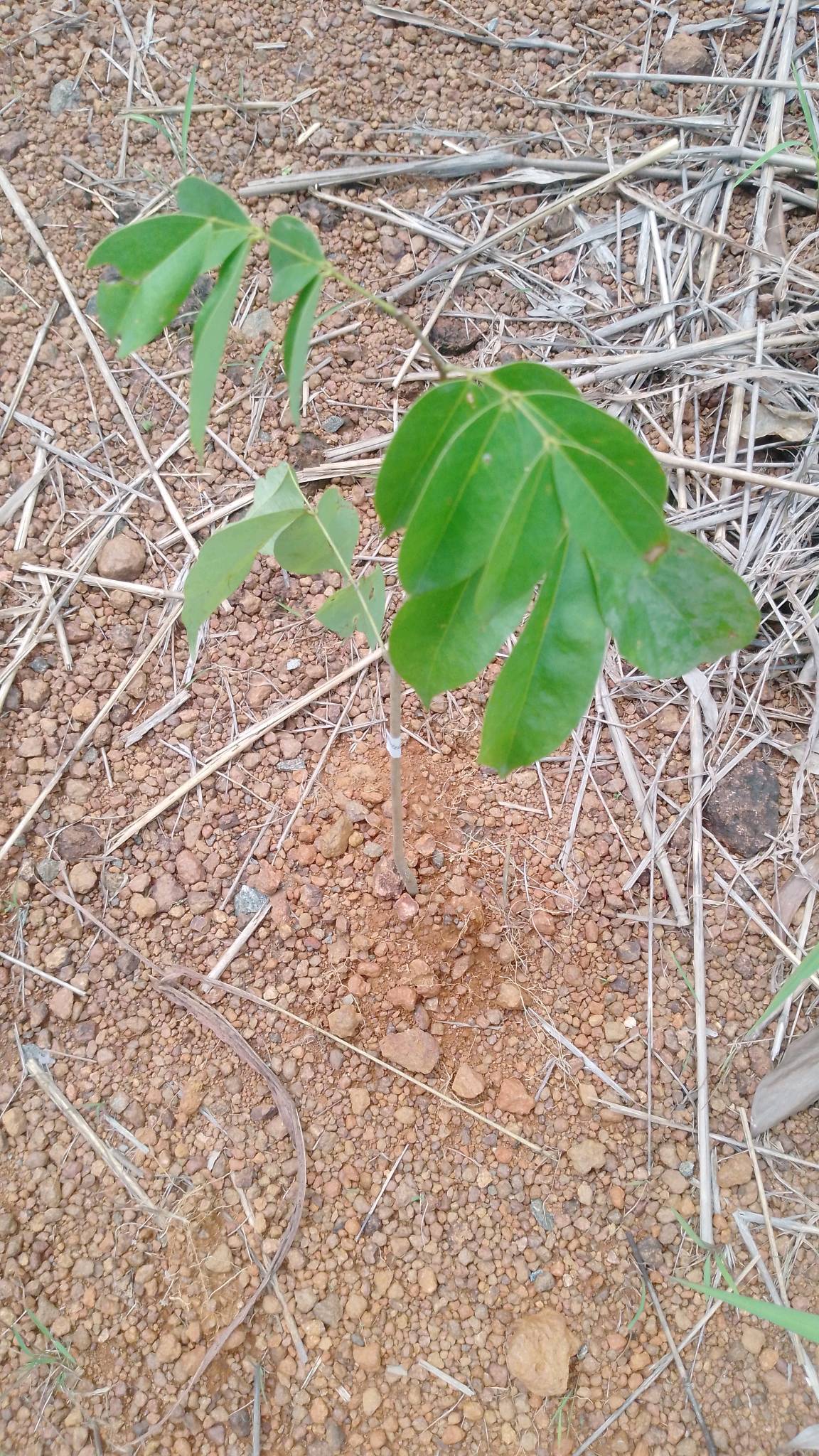 tree