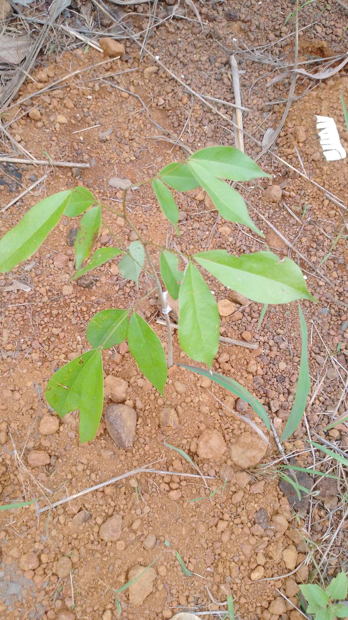 tree