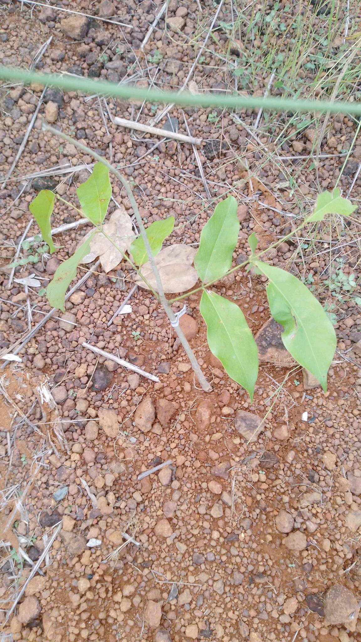 tree