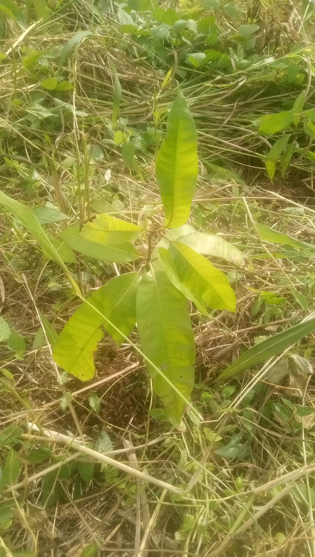 tree