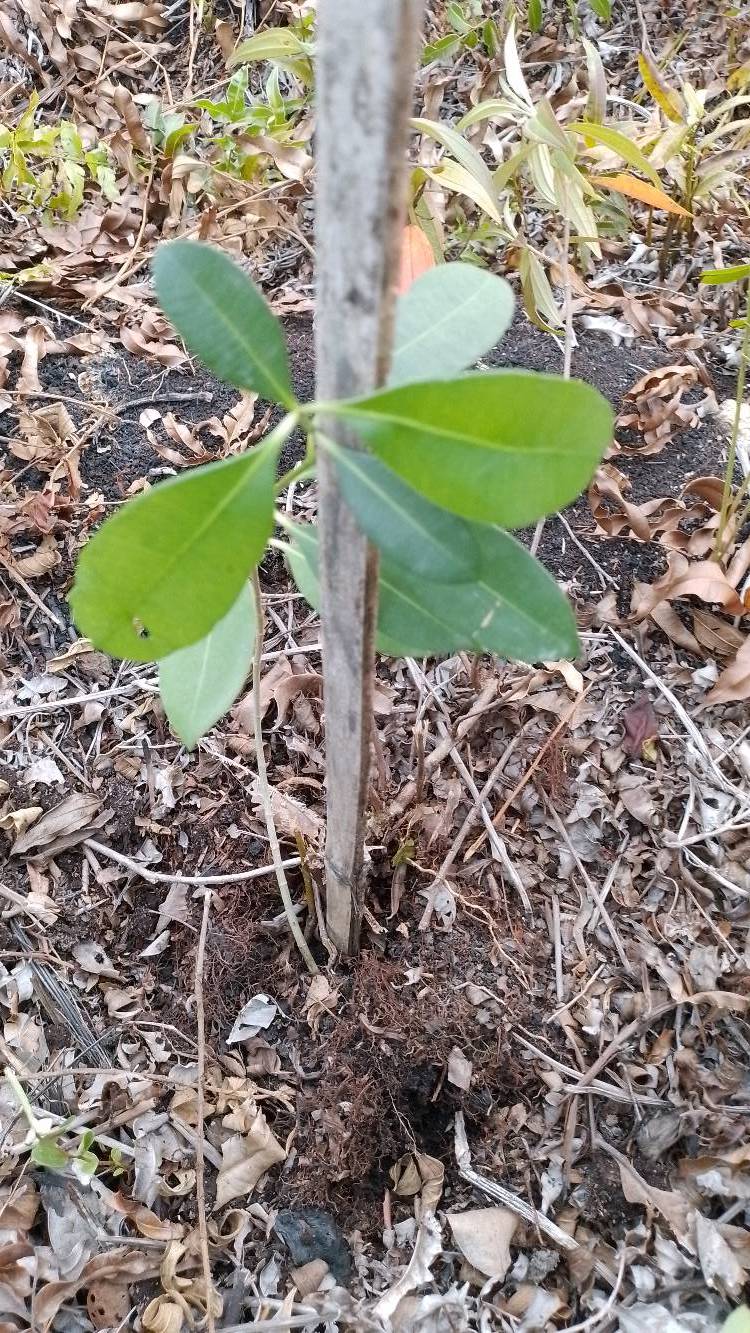 tree