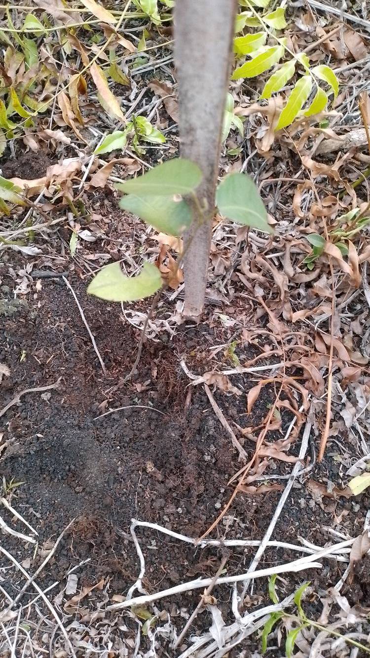 tree