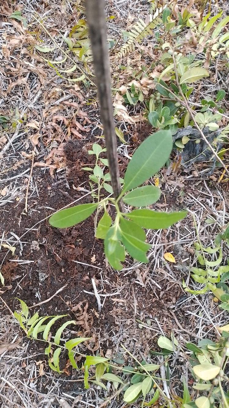 tree