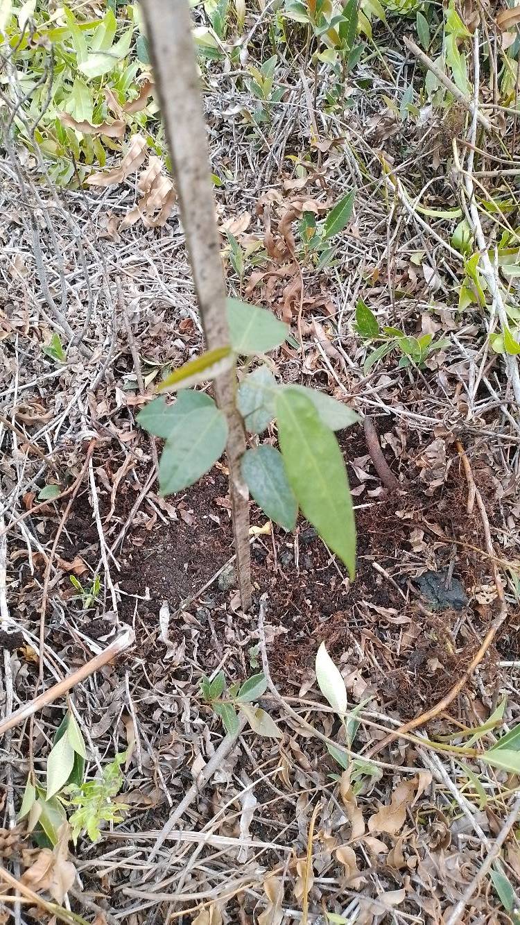 tree