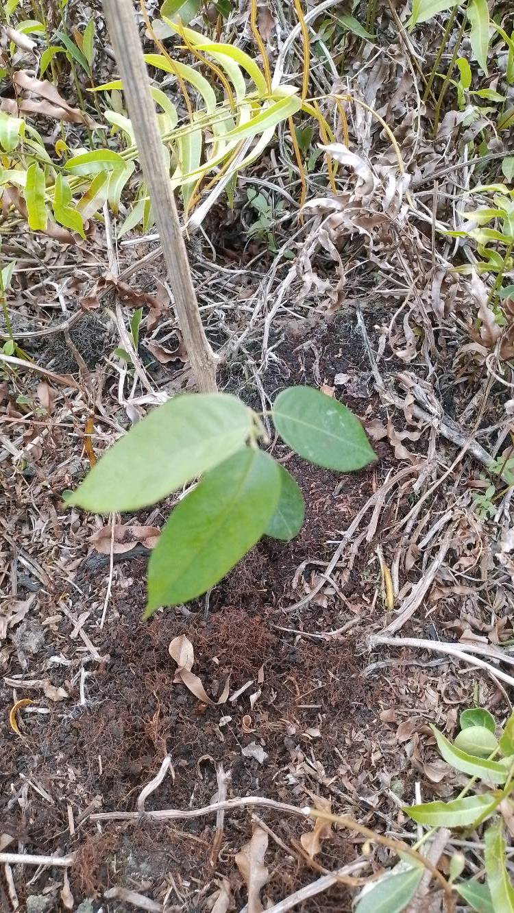 tree