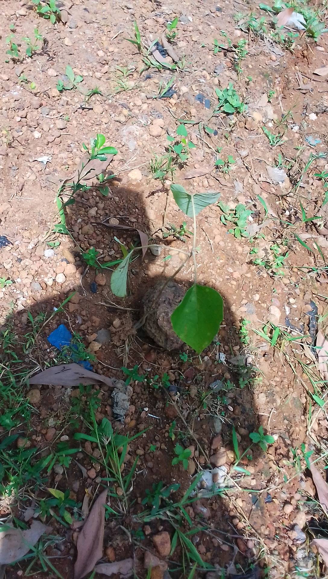 tree