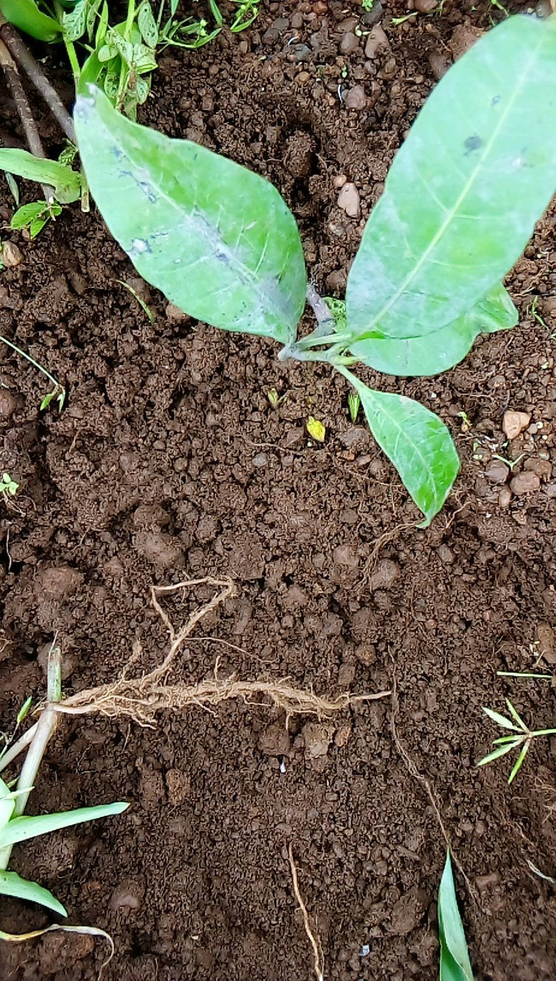 tree