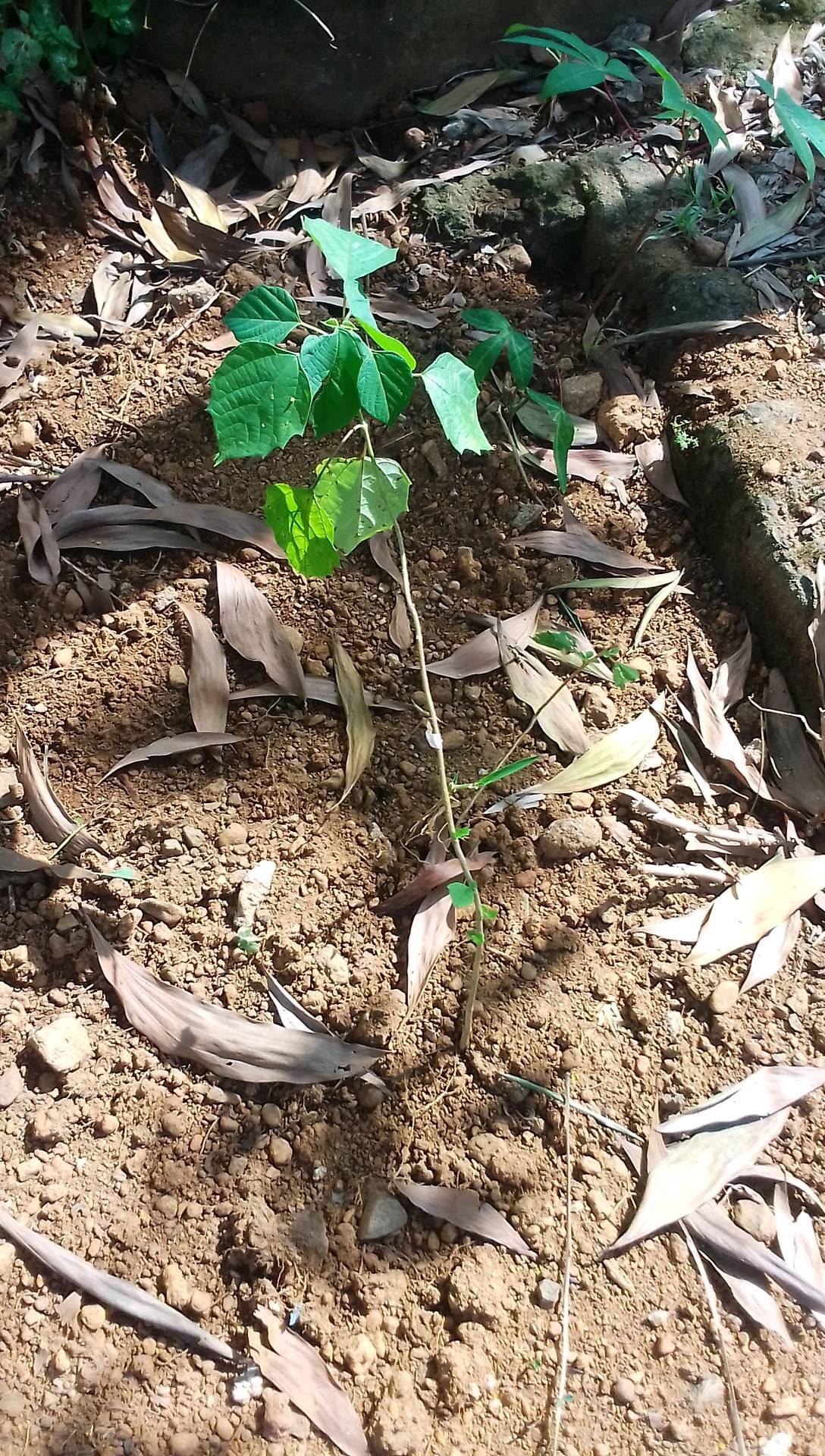 tree