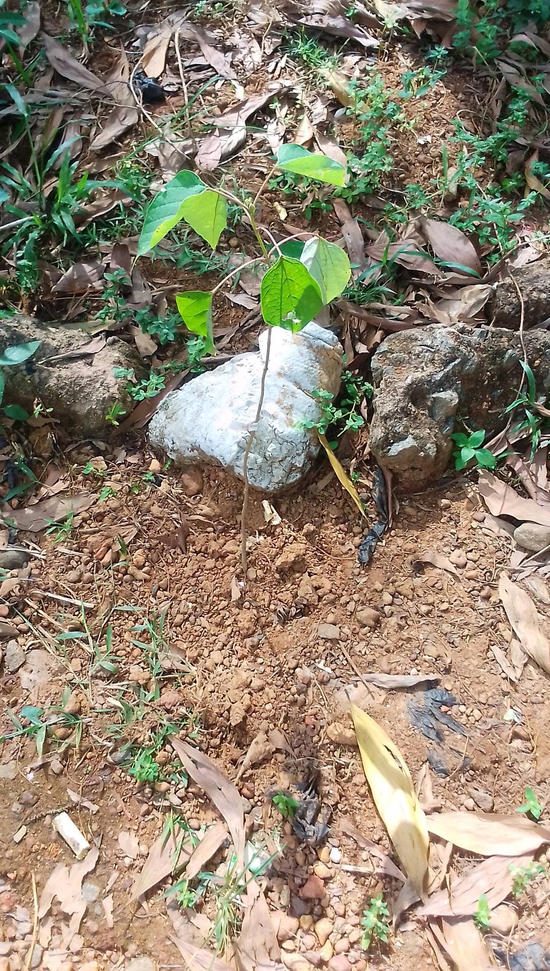 tree