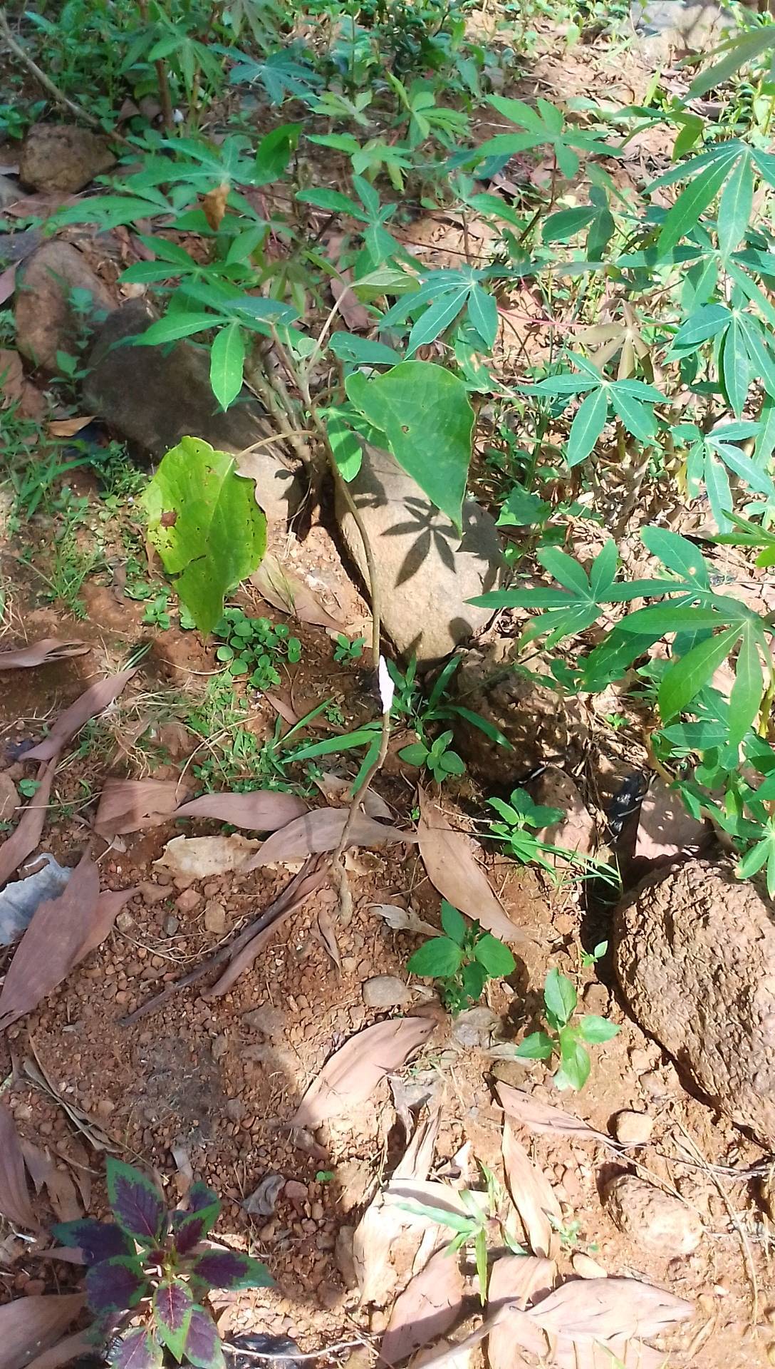 tree