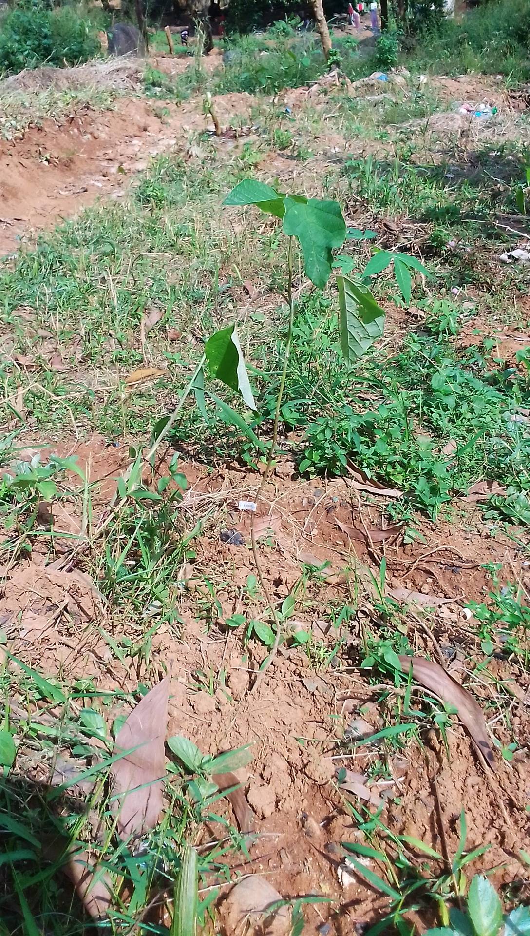 tree
