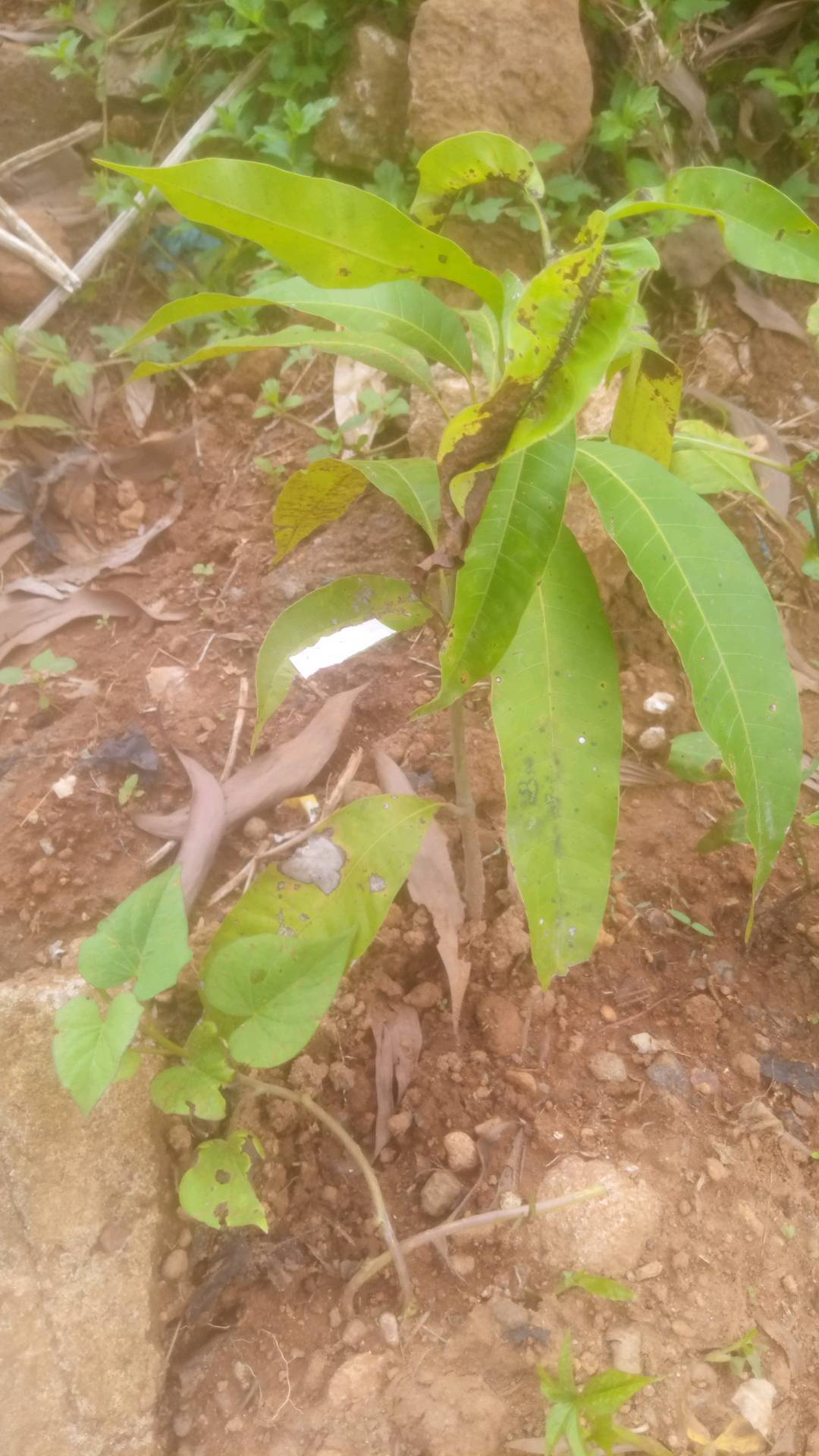 tree