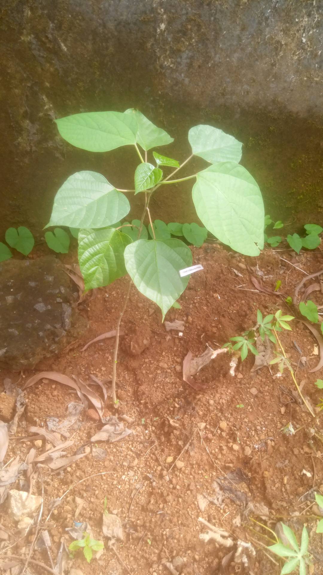 tree