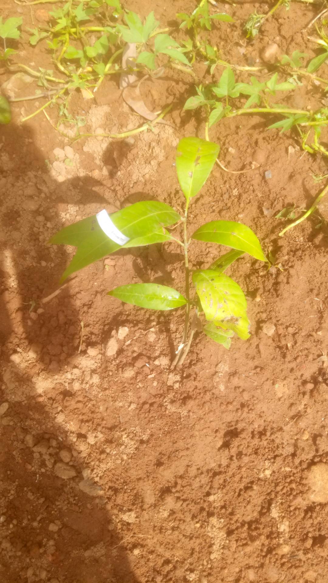 tree