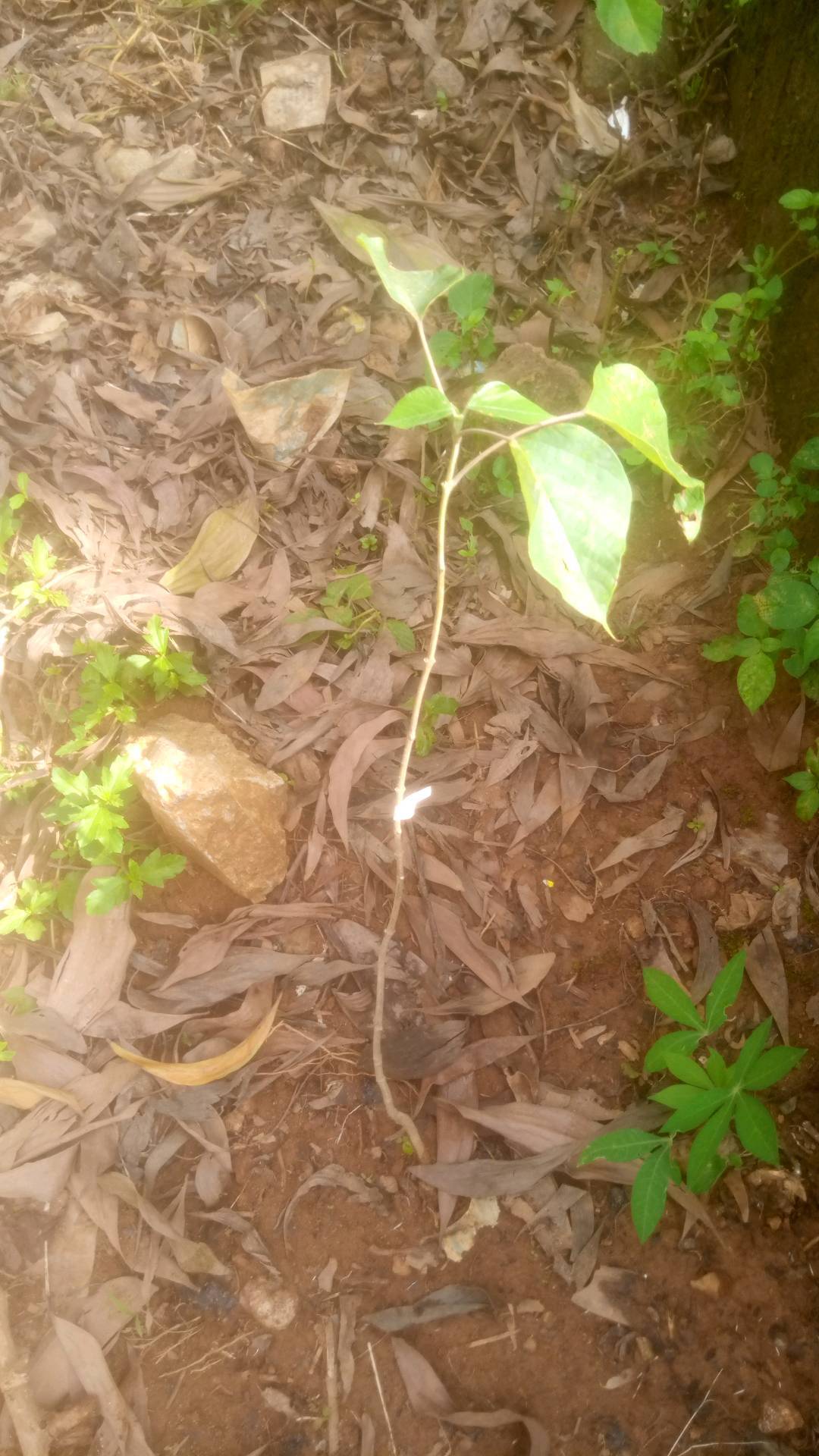 tree