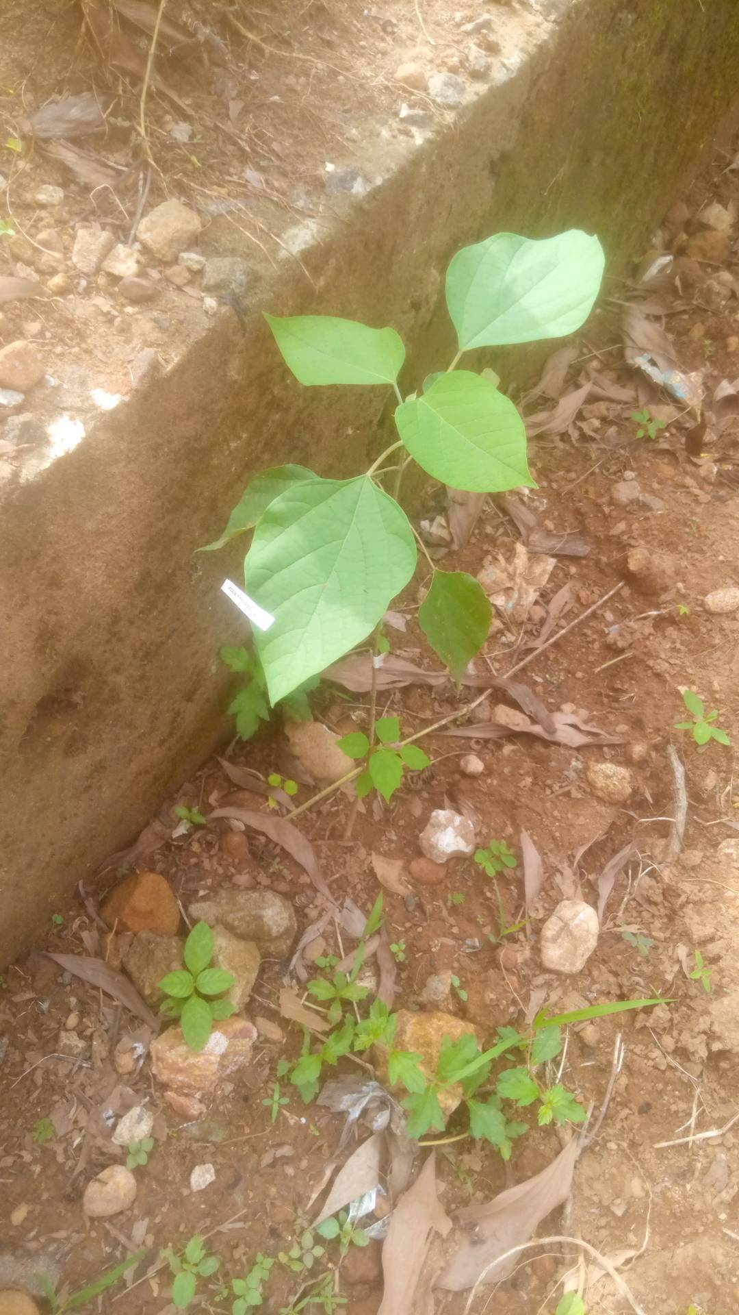 tree