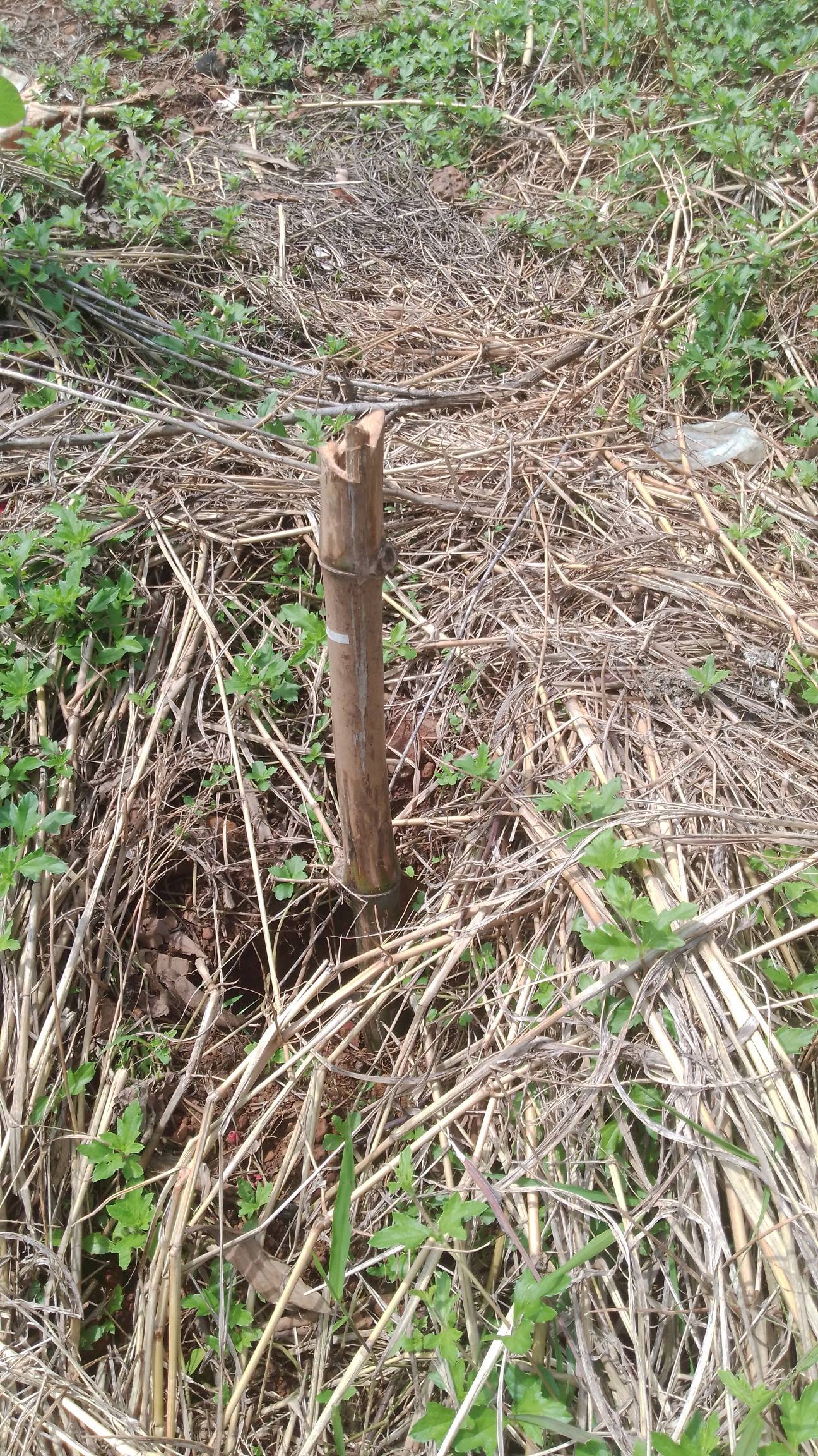 tree