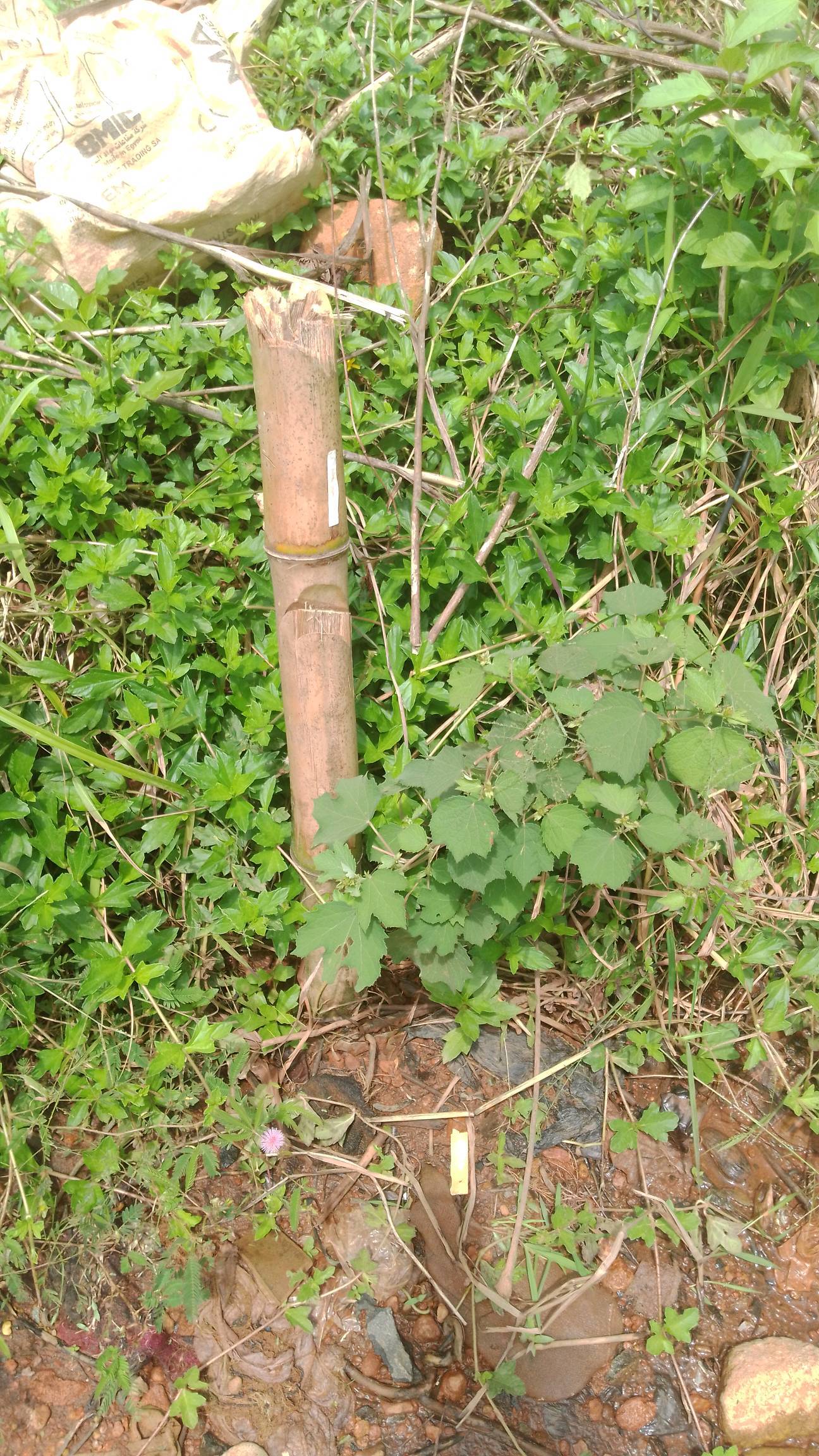 tree